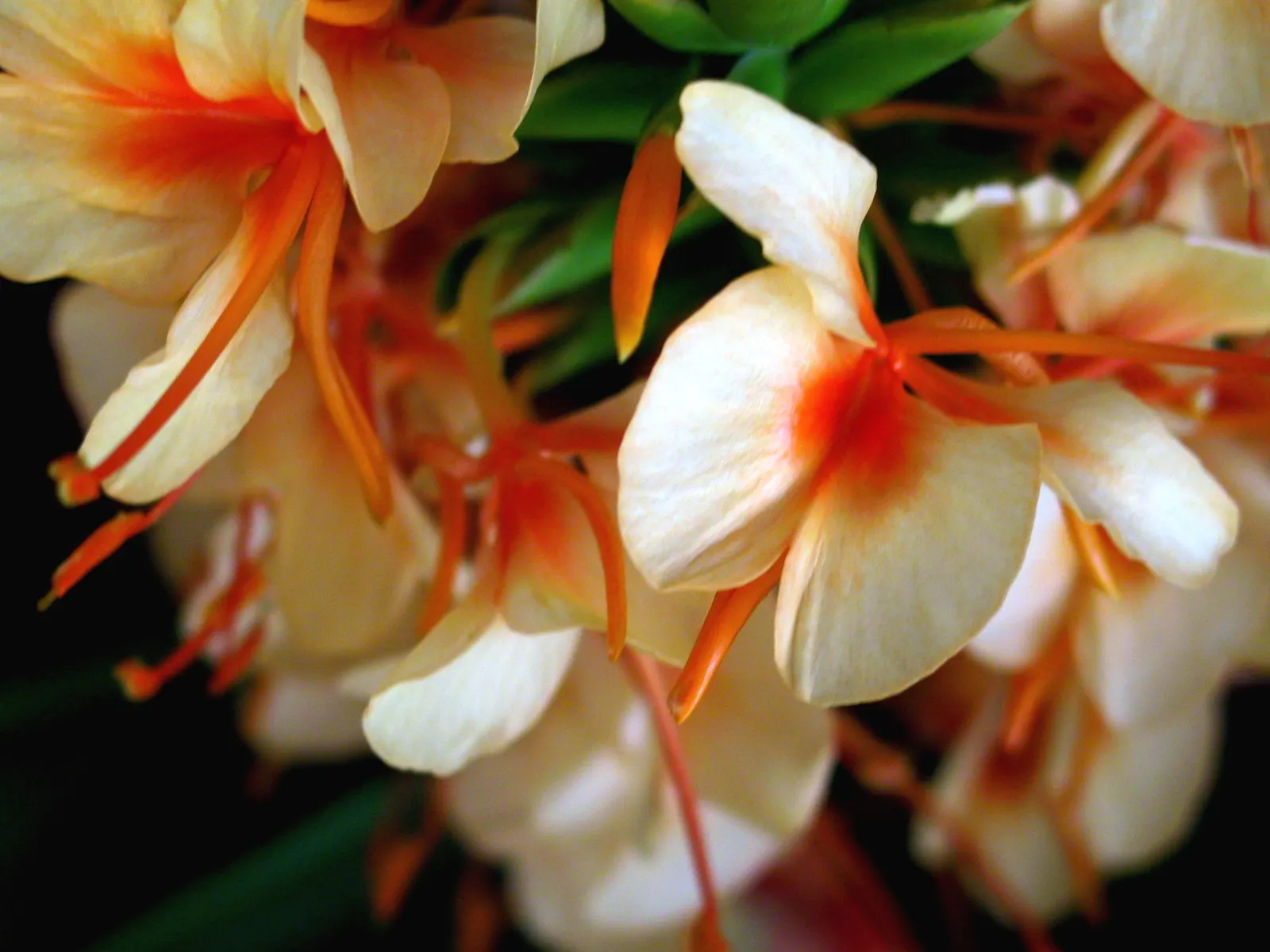 Kahili Ginger (Hedychium Gardnerianum) — be mindful of placement and consider containment strategies to prevent invasiveness; conical clusters of, image 95