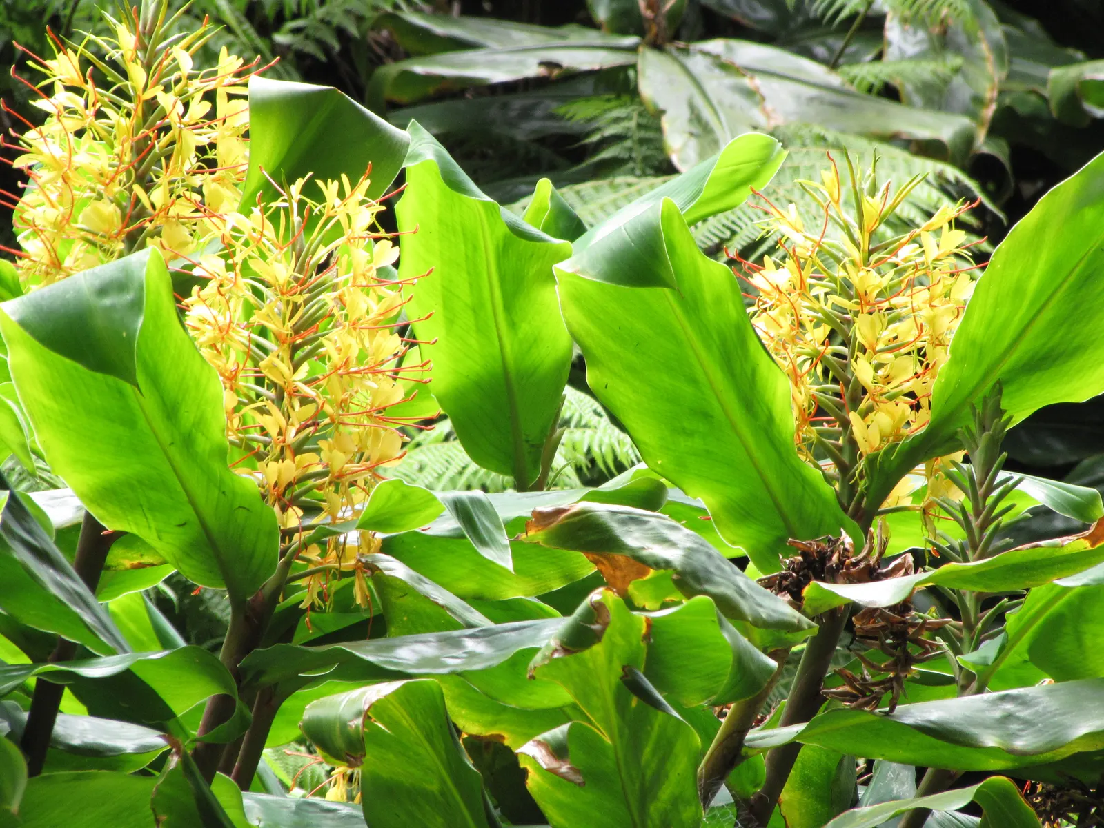 Kahili Ginger (Hedychium Gardnerianum) — reaching up to 6 feet tall; the true showstopper is the Kahili Ginger's inflorescence; in late summer to, image 127