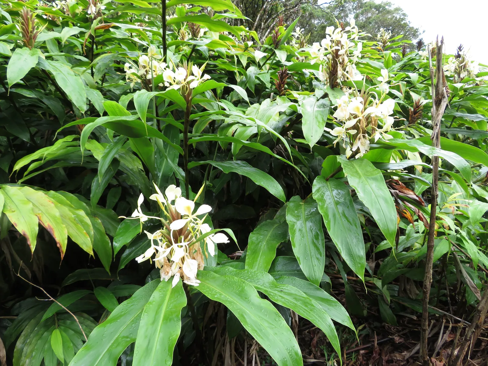 Kahili Ginger (Hedychium Gardnerianum) — this robust perennial can reach heights of 6 to 8 feet