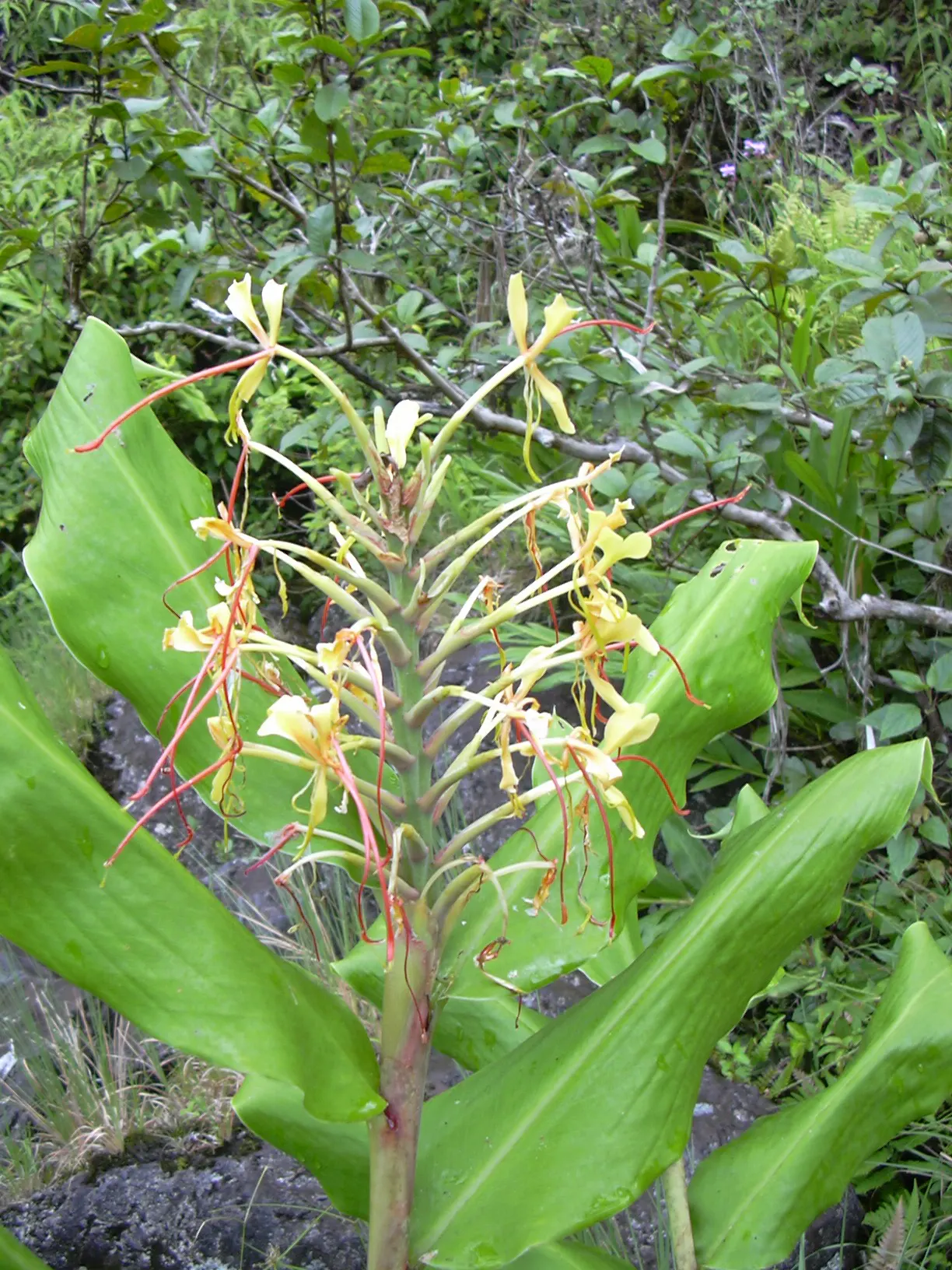 Kahili Ginger (Hedychium Gardnerianum) — Its striking yellow blossoms have long, conspicuous red stamens, forming dense, fragrant clusters