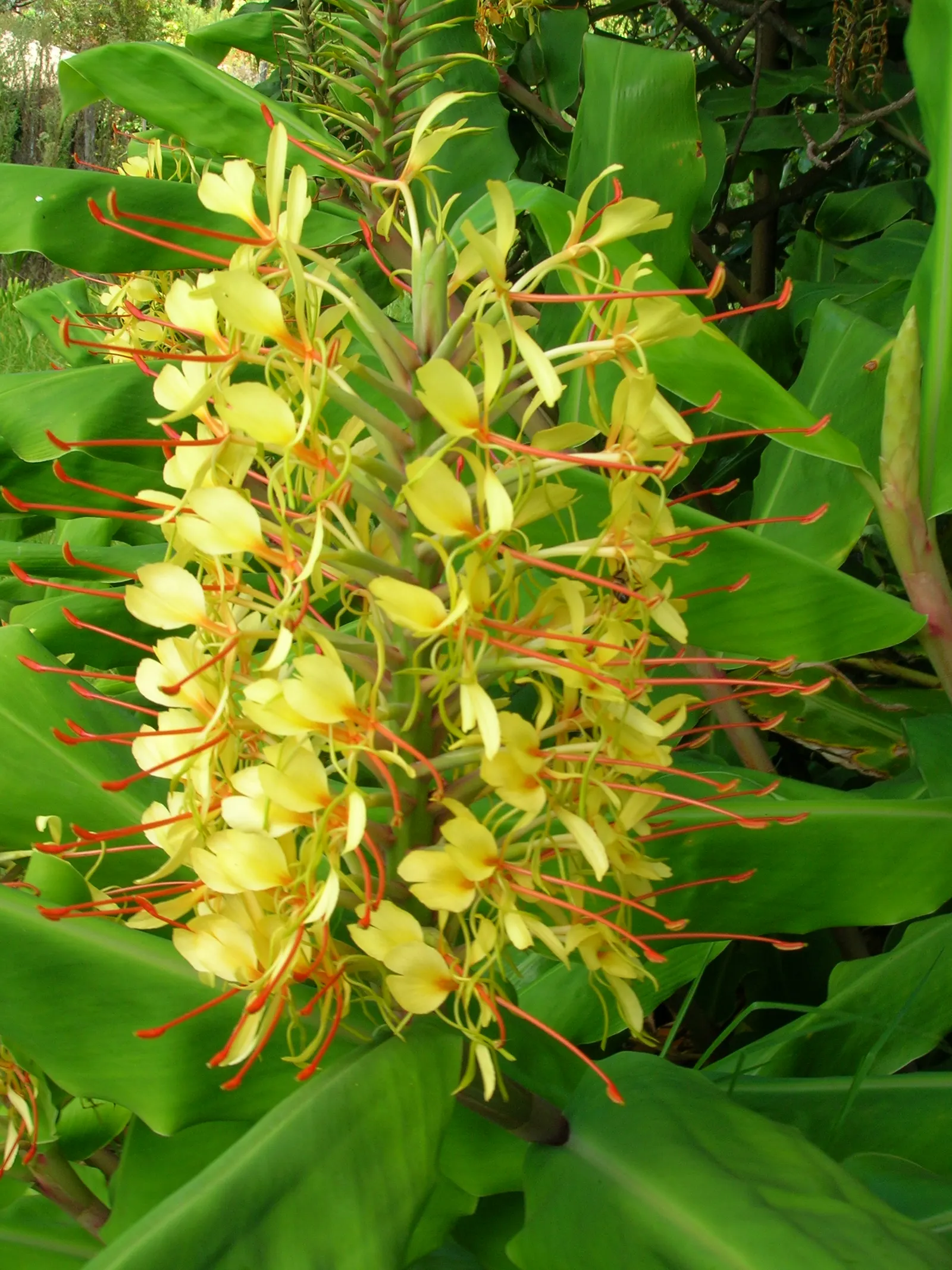 Kahili Ginger (Hedychium Gardnerianum) — and visually captivating element that elevates the sensory experience of their garden oasis; is an, image 97