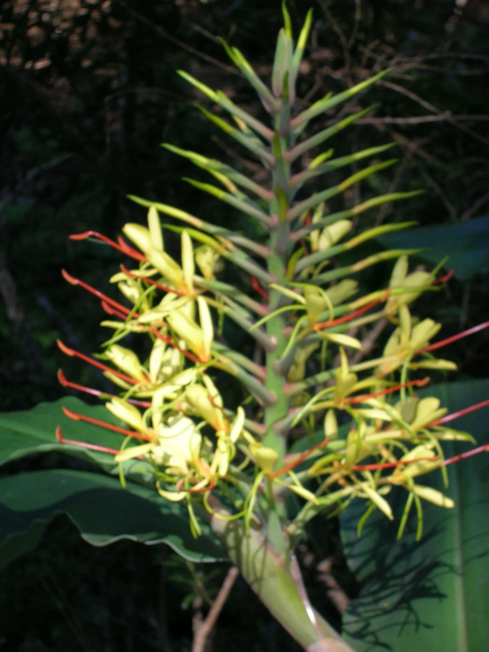 Kahili Ginger (Hedychium Gardnerianum) — yellow flowers in the garden; tropical flair to any landscape design, image 123