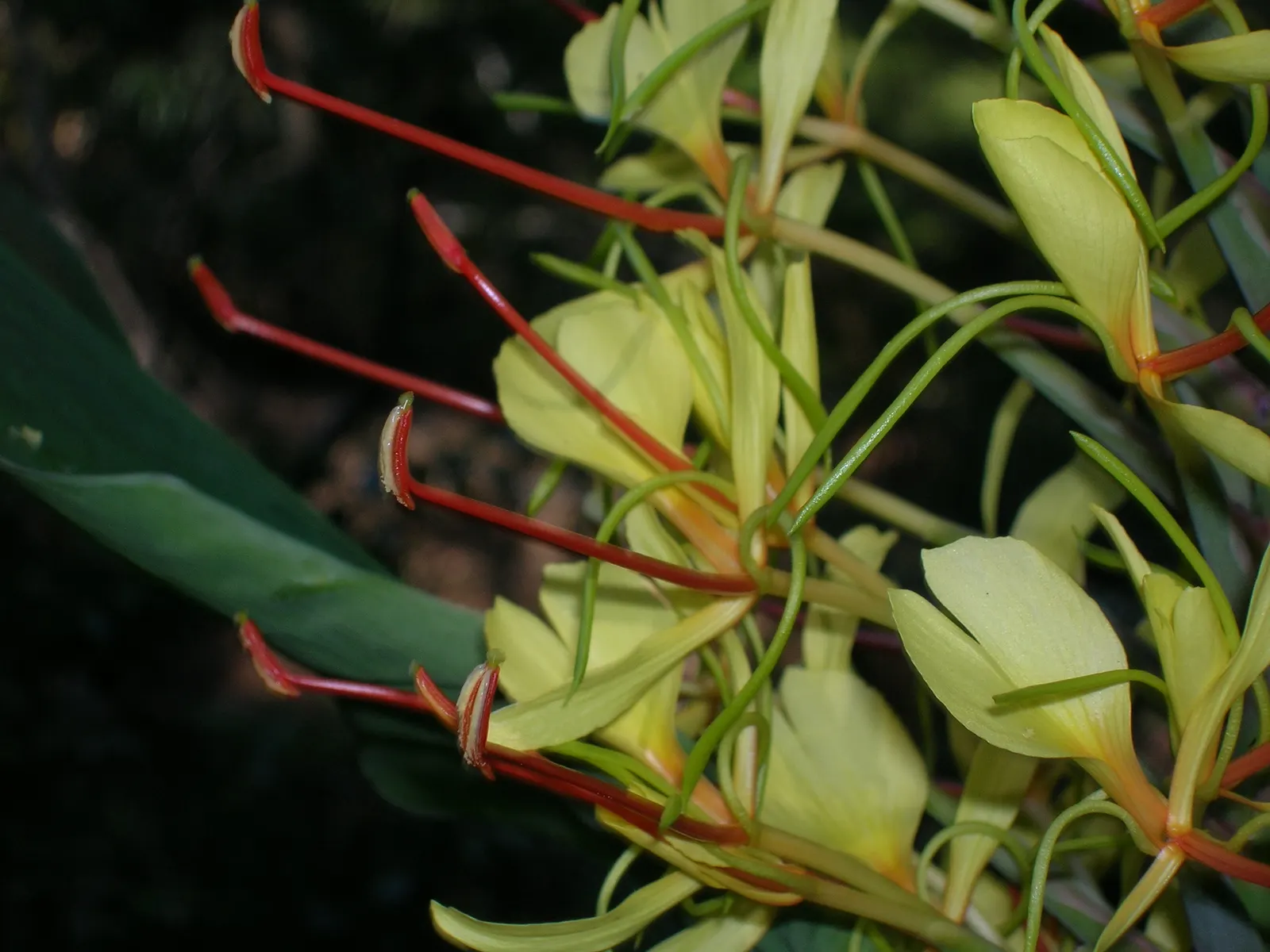 Kahili Ginger (Hedychium Gardnerianum) — this robust perennial can reach heights of 6 to 8 feet; well-draining soil with consistent moisture