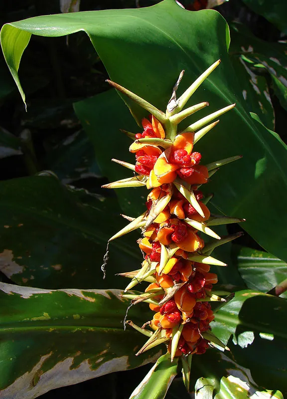 Kahili Ginger (Hedychium Gardnerianum) — Note: It's considered invasive in some regions; assess local guidelines before planting; is a strikingly, image 130