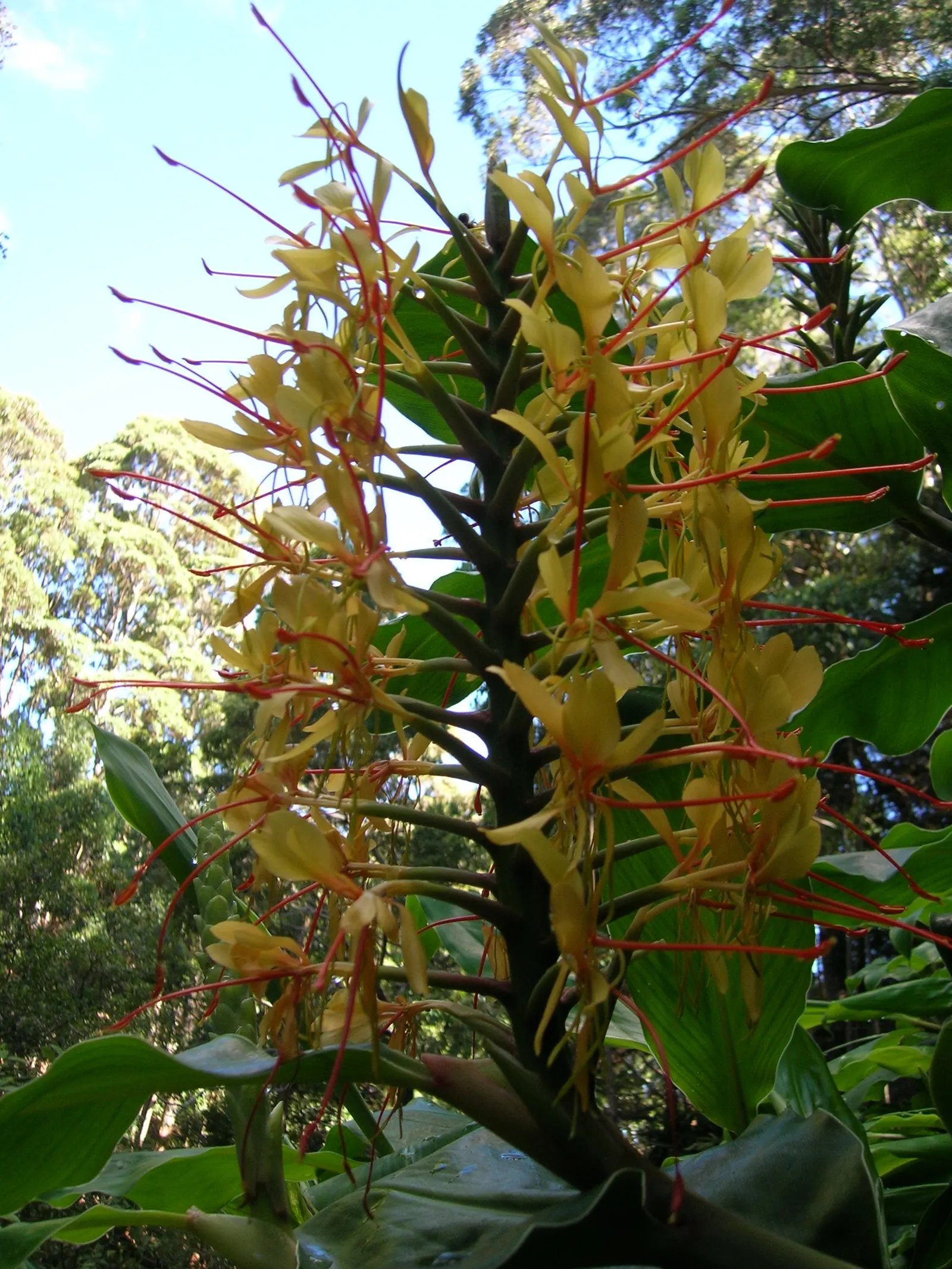Kahili Ginger (Hedychium Gardnerianum) — adding movement and vitality to your garden.<br><br>Preferring partial shade to full sun; reaching up to 6, image 115