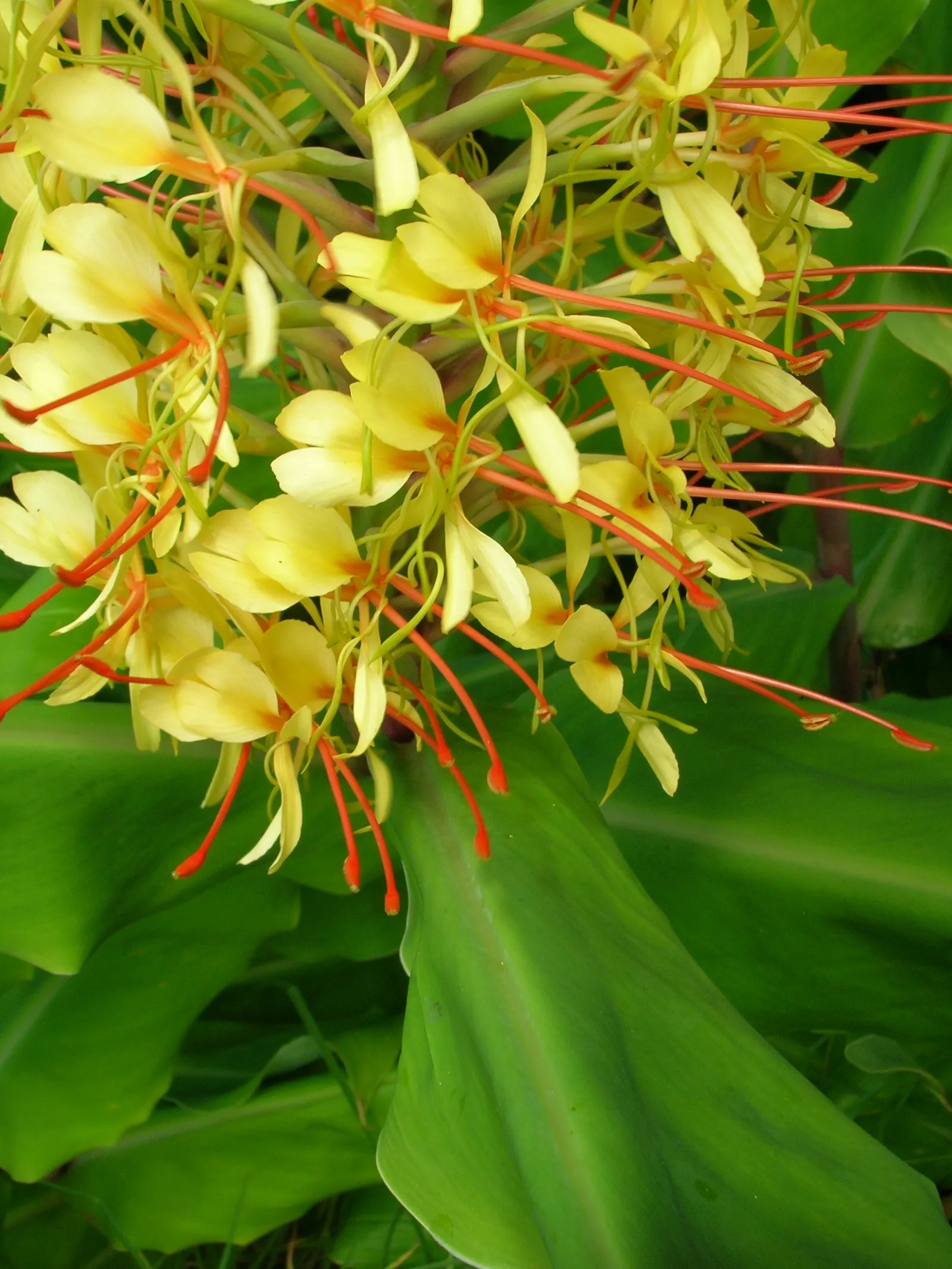 Kahili Ginger (Hedychium Gardnerianum) — tropical flair to any landscape design; its striking yellow blossoms have long, conspicuous red stamens, image 58