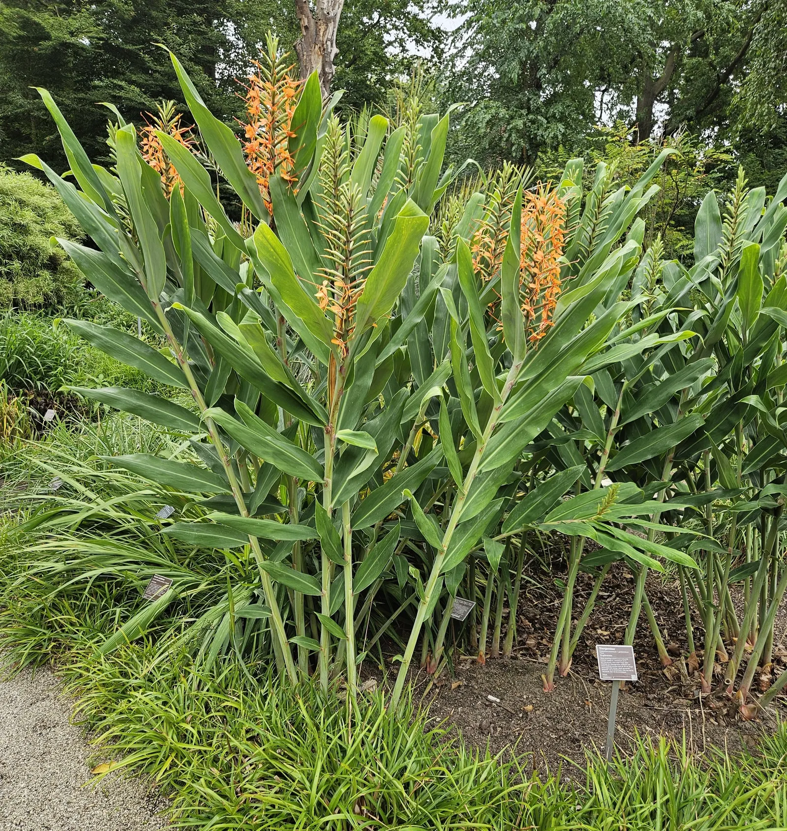 Kahili Ginger (Hedychium Gardnerianum) — tropical flair to any landscape design; its striking yellow blossoms have long, conspicuous red stamens, forming