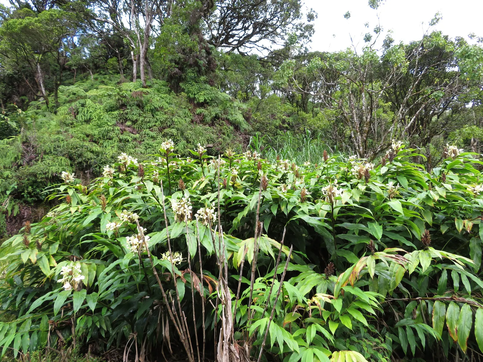 Kahili Ginger (Hedychium Gardnerianum) — perennial with yellow blooms