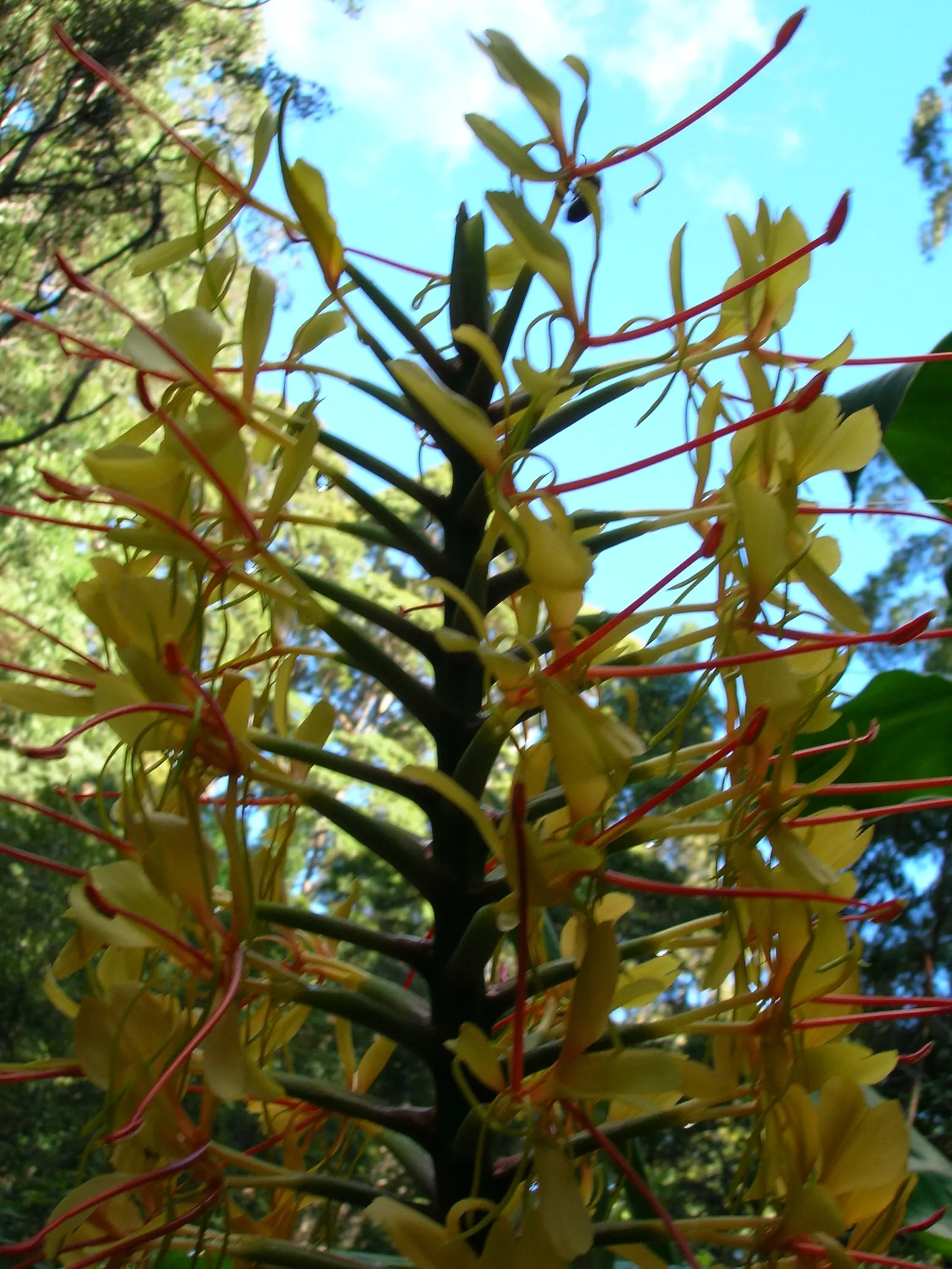 Kahili Ginger (Hedychium Gardnerianum) — perennial for full or half or shade; and visually captivating element that elevates the sensory experience, image 100