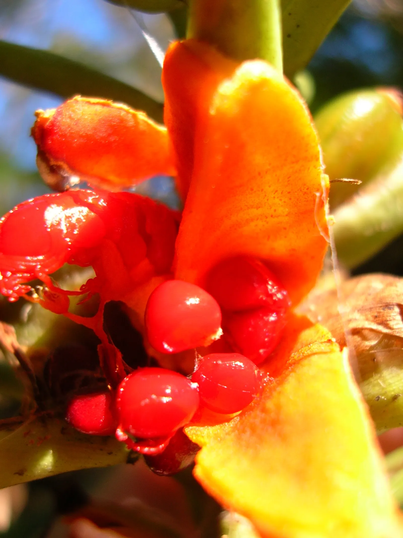 Kahili Ginger (Hedychium Gardnerianum) — Incorporating this plant will offer clients a bold