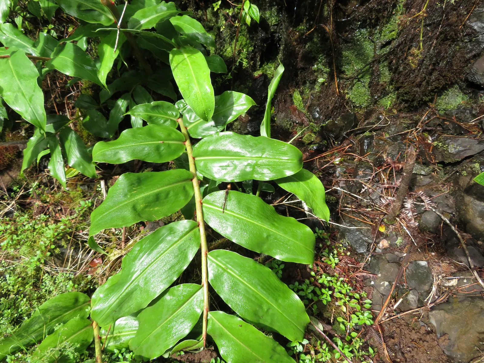 Kahili Ginger (Hedychium Gardnerianum) — reaching up to 6 feet tall; the true showstopper is the Kahili Ginger's inflorescence; in late summer to, image 102