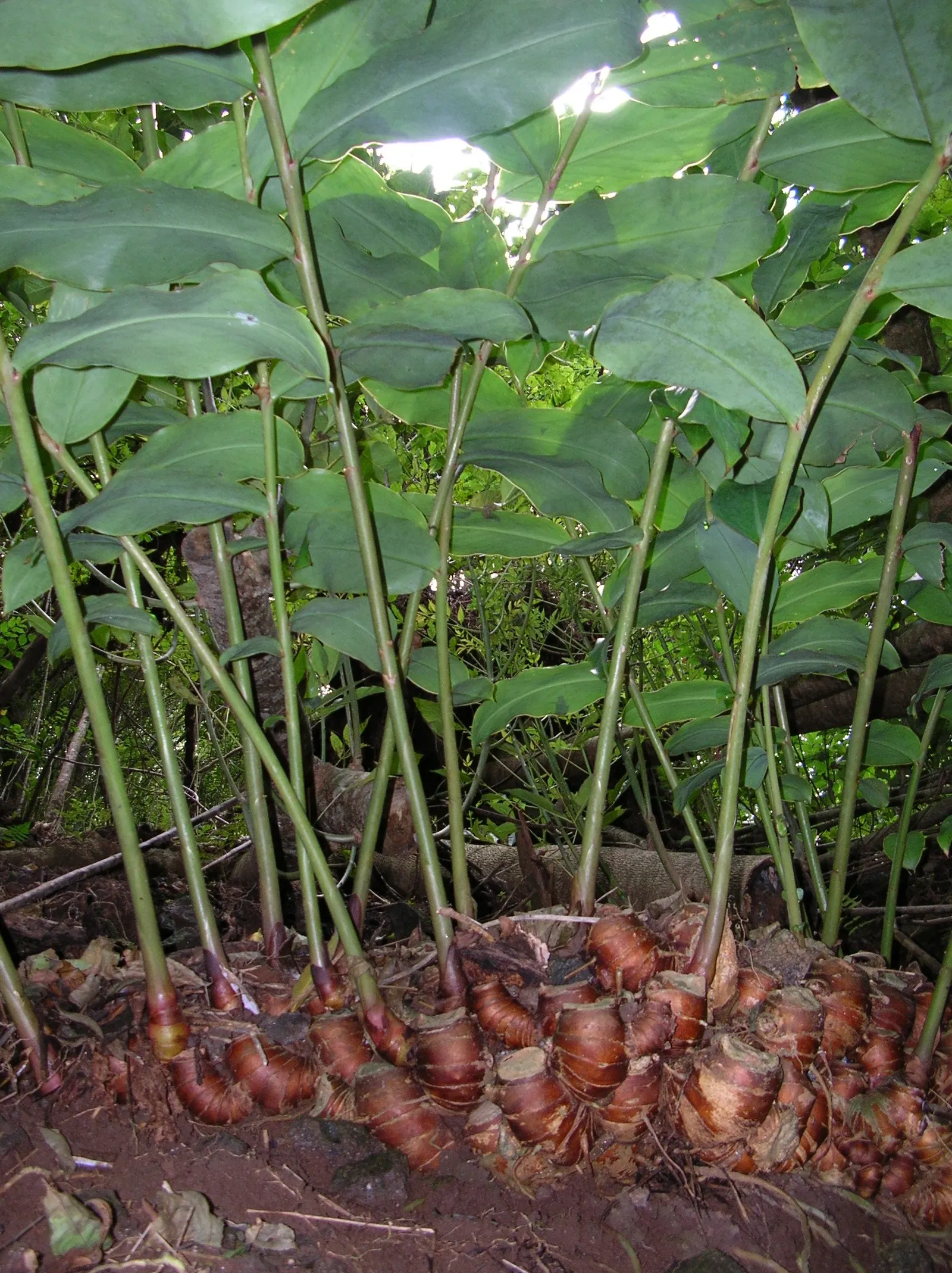 Kahili Ginger (Hedychium Gardnerianum) — Suitable for zones 8-10, it thrives in partial shade and moist, well-drained soil; perennial for full or, image 79