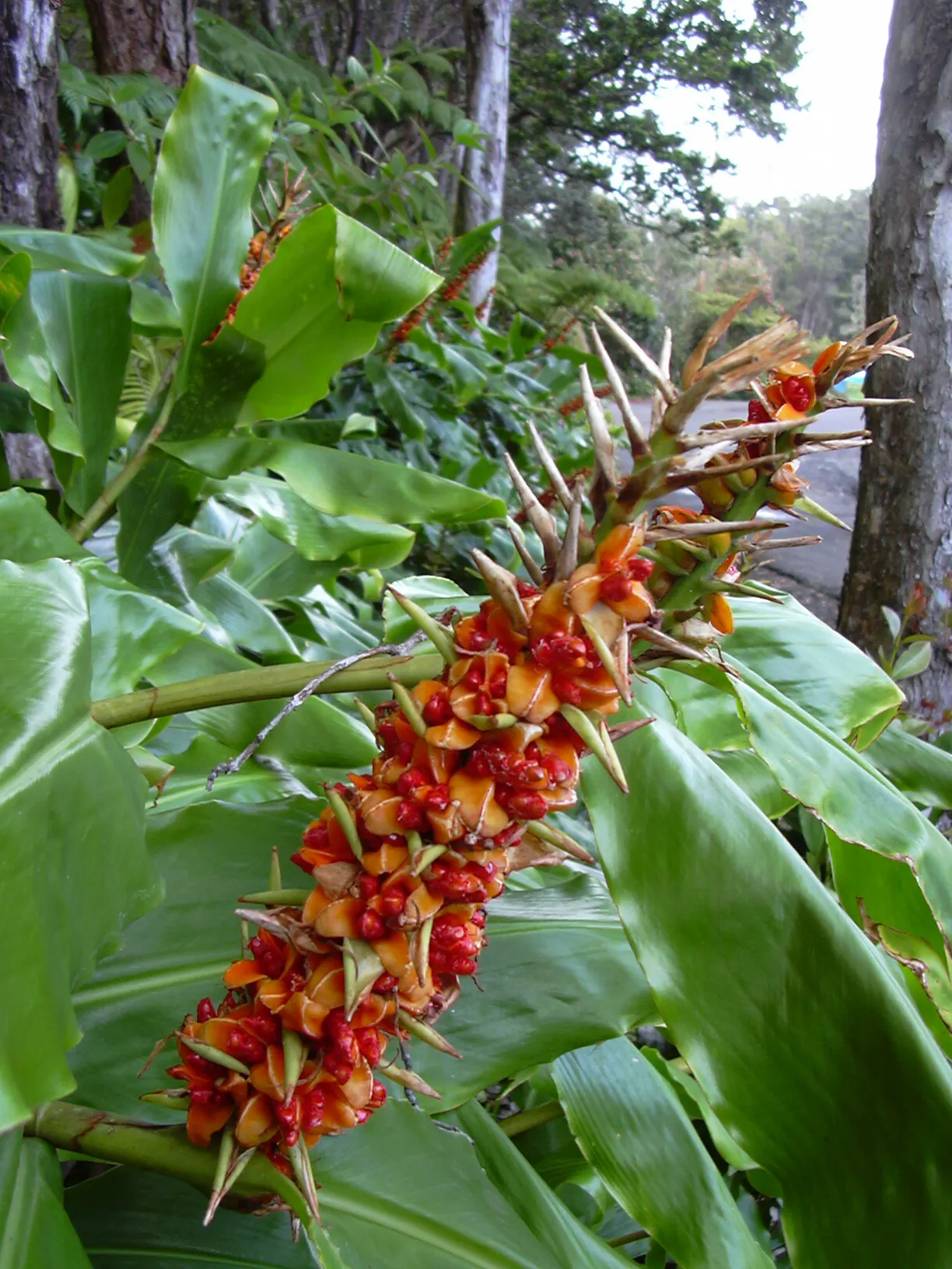 Kahili Ginger (Hedychium Gardnerianum) — reaching up to 12 inches in length, image 88