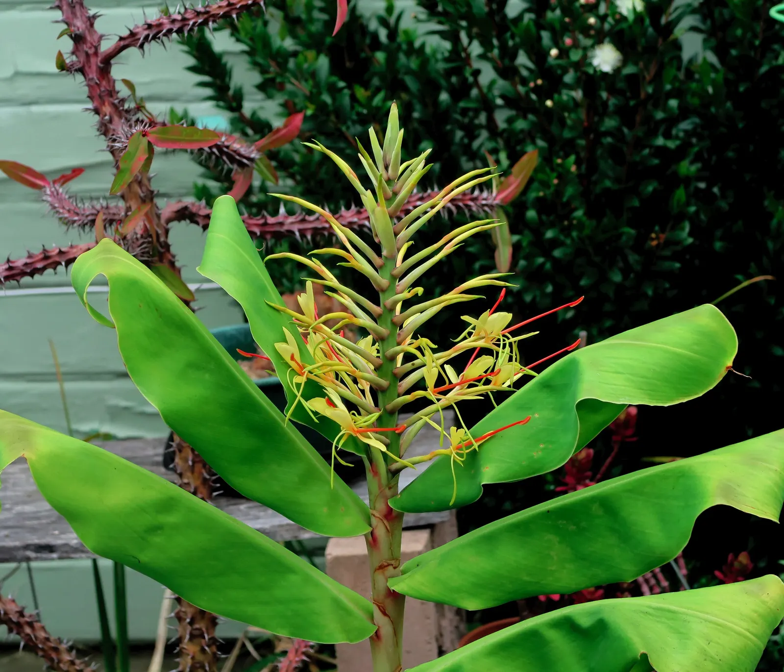 Kahili Ginger (Hedychium Gardnerianum) — adding movement and vitality to your garden.<br><br>Preferring partial shade to full sun; reaching up to 6, image 65