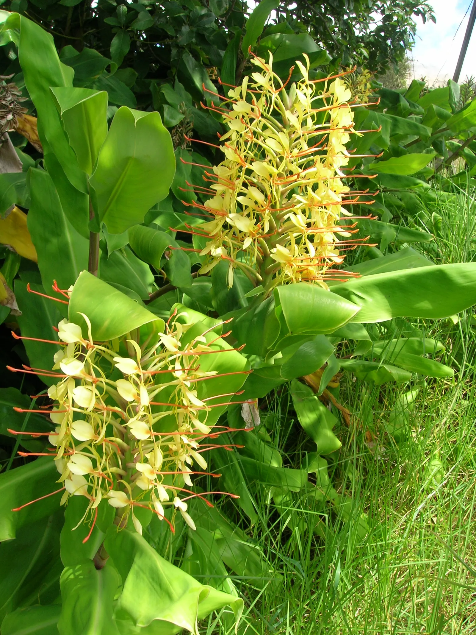 Kahili Ginger (Hedychium Gardnerianum) — tropical flair to any landscape design