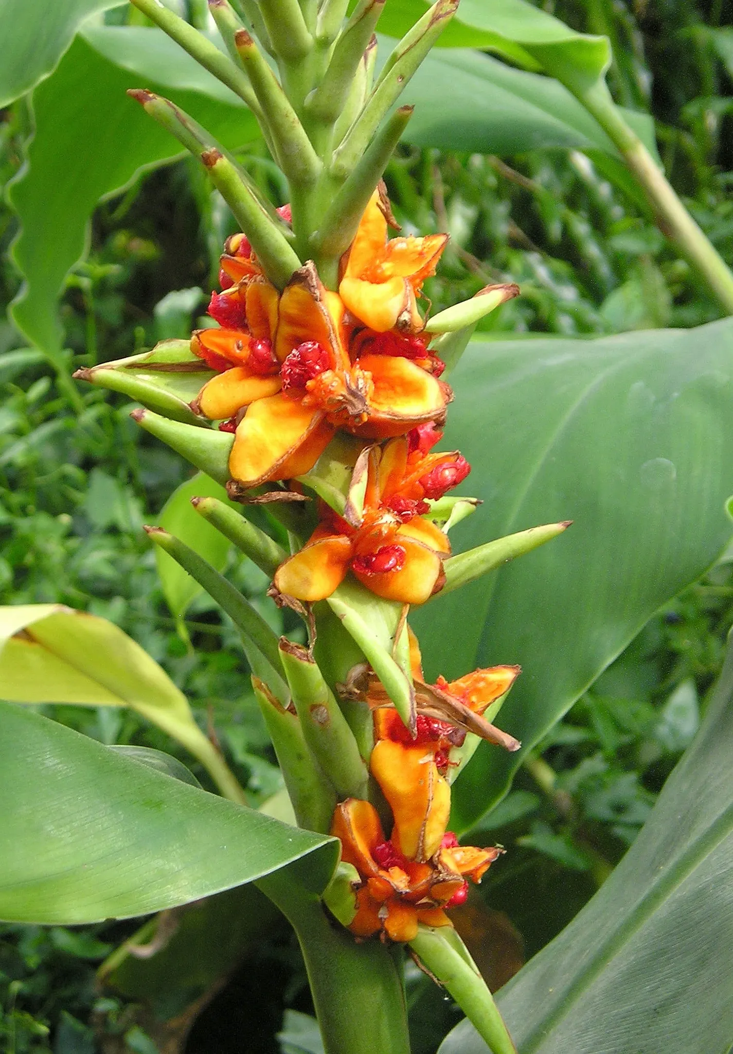 Kahili Ginger (Hedychium Gardnerianum) — be mindful of placement and consider containment strategies to prevent invasiveness; conical clusters of, image 70