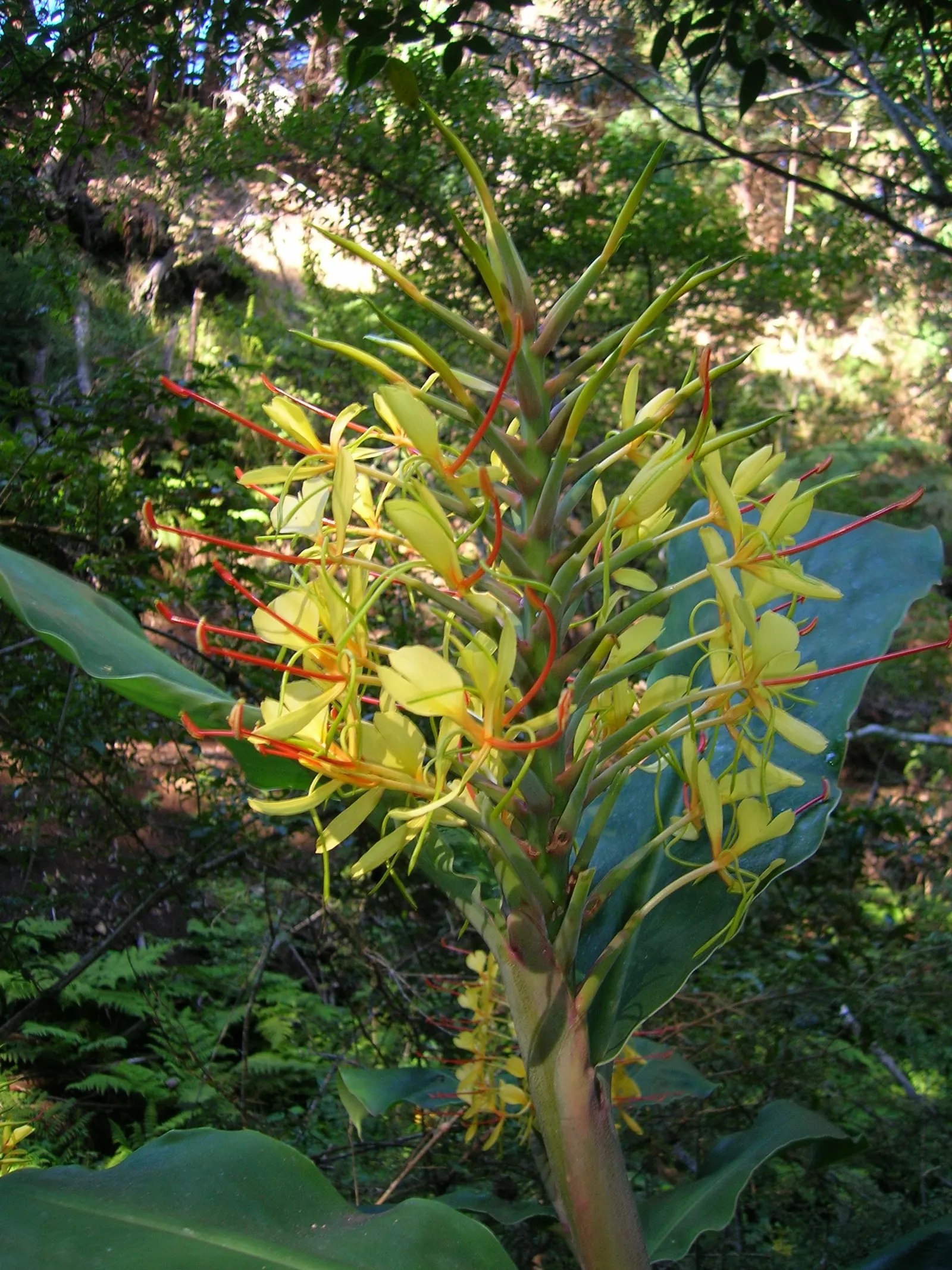 Kahili Ginger (Hedychium Gardnerianum) — this robust perennial can reach heights of 6 to 8 feet; well-draining soil with consistent moisture, image 110