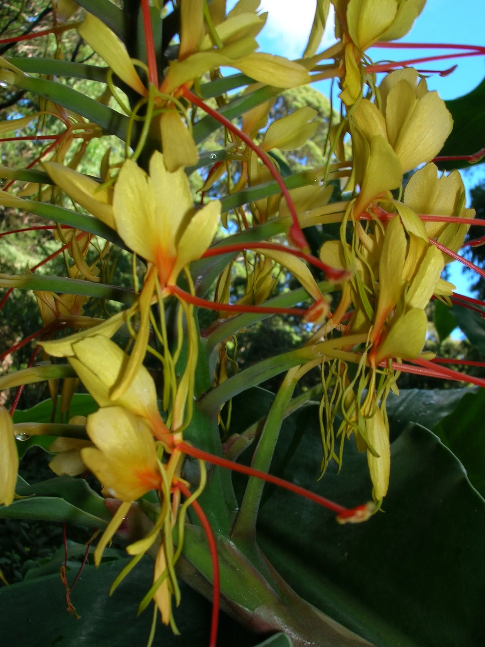 Kahili Ginger (Hedychium Gardnerianum) — is a strikingly ornamental plant that adds a lush; incorporating this plant will offer clients a bold, image 107