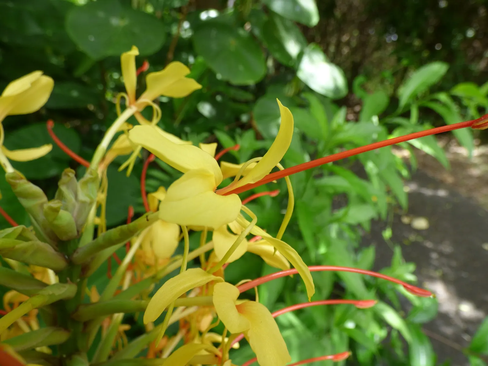 Kahili Ginger (Hedychium Gardnerianum) — reaching up to 12 inches in length, image 113