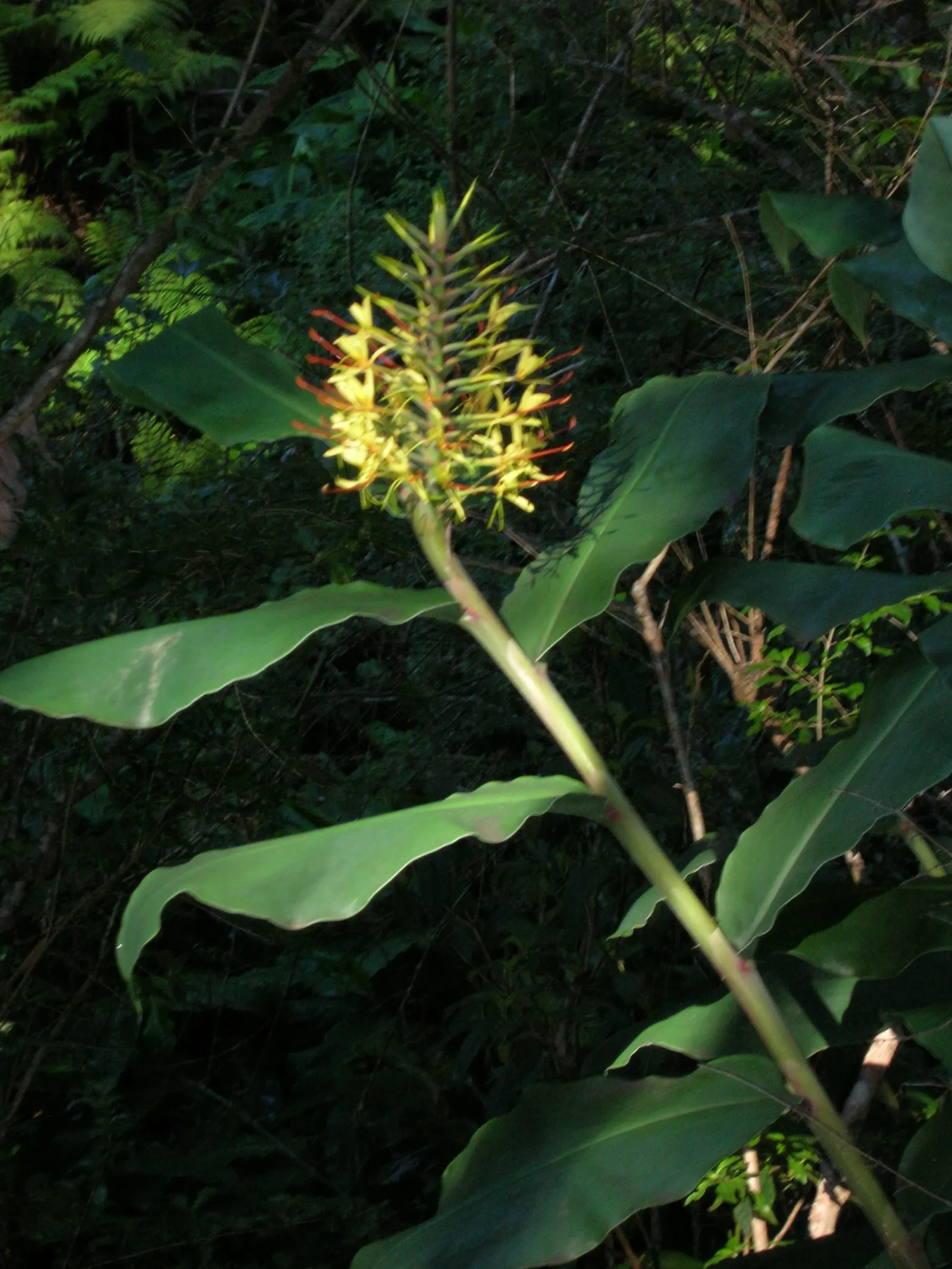 Kahili Ginger (Hedychium Gardnerianum) — conical clusters of fragrant yellow flowers with long; ideal for creating bold, sensory-focused garden, image 112