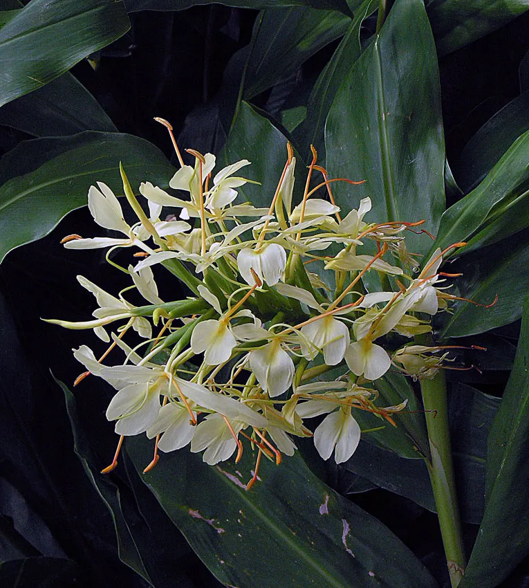 Kahili Ginger (Hedychium Gardnerianum) — are not only visually appealing but also attract butterflies and hummingbirds; be mindful of placement and consider