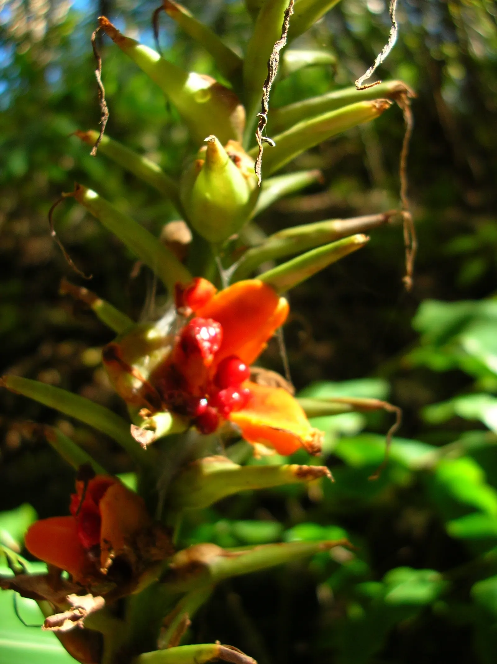 Kahili Ginger (Hedychium Gardnerianum) — Note: It's considered invasive in some regions; assess local guidelines before planting; is a strikingly, image 80
