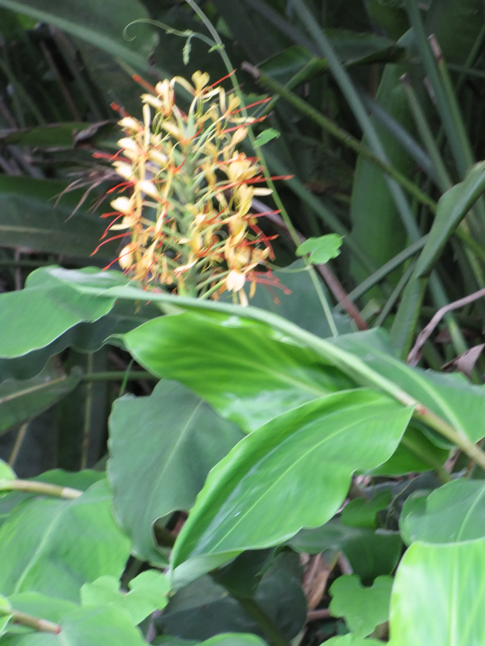Kahili Ginger (Hedychium Gardnerianum) — Kahili Ginger thrives in rich