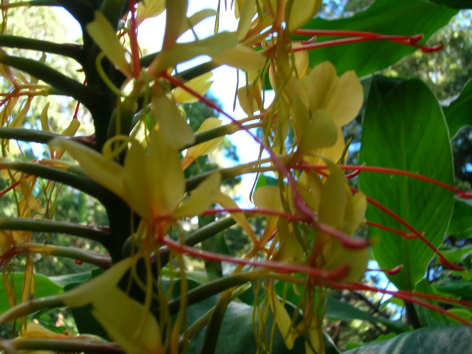 Kahili Ginger (Hedychium Gardnerianum) — reaching up to 6 feet tall; the true showstopper is the Kahili Ginger's inflorescence; in late summer to early fall