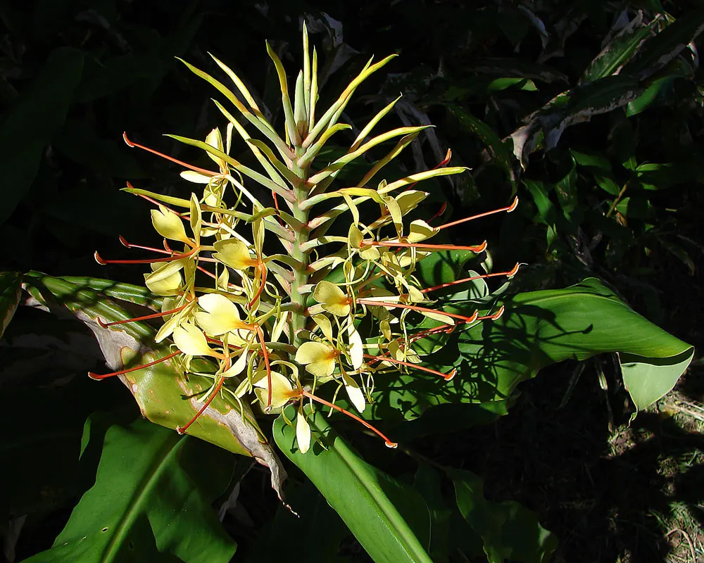 Kahili Ginger (Hedychium Gardnerianum) — Ideal for creating bold, sensory-focused garden sections; are not only visually appealing but also attract, image 81