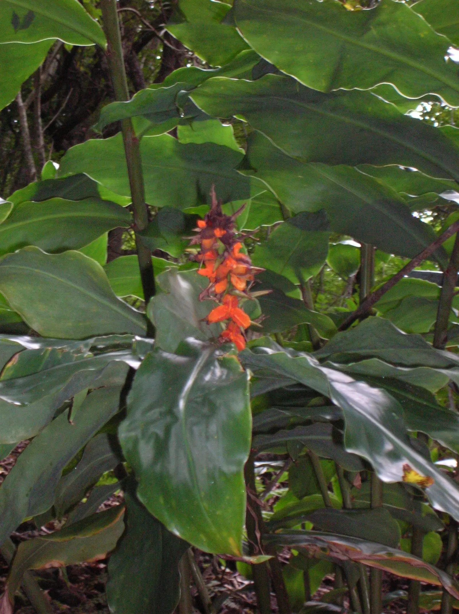 Kahili Ginger (Hedychium Gardnerianum) — The true showstopper is the Kahili Ginger's inflorescence; in late summer to early fall; perennial with, image 61