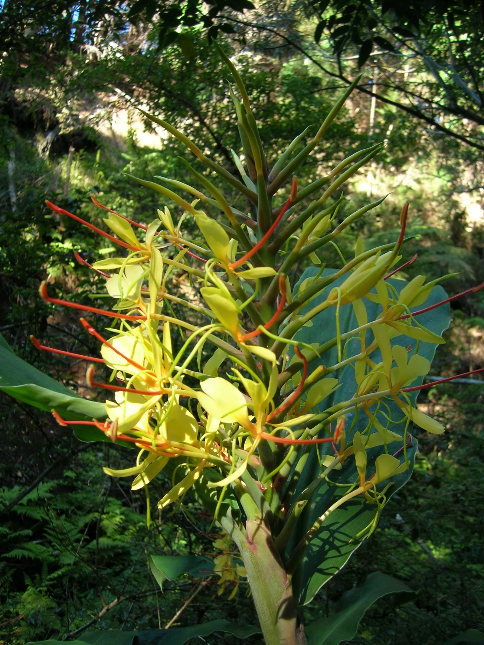 Kahili Ginger (Hedychium Gardnerianum) — perennial with yellow blooms; adding movement and vitality to your garden.<br><br>Preferring partial shade to full sun