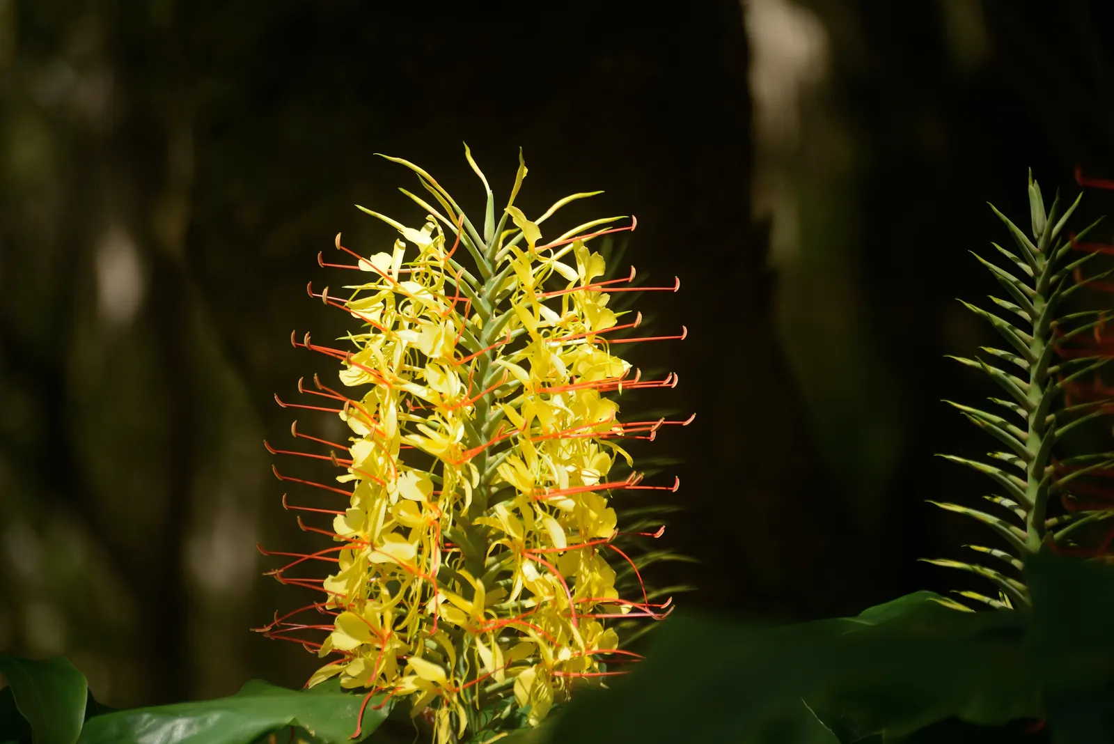 Kahili Ginger (Hedychium Gardnerianum) — adding movement and vitality to your garden.<br><br>Preferring partial shade to full sun