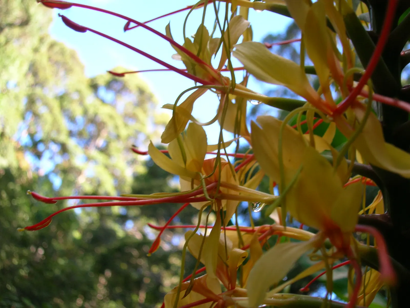 Kahili Ginger (Hedychium Gardnerianum) — It's hardy in USDA zones 8 to 10 and can tolerate a minimum temperature of around 20&deg;F; yellow flowers in the