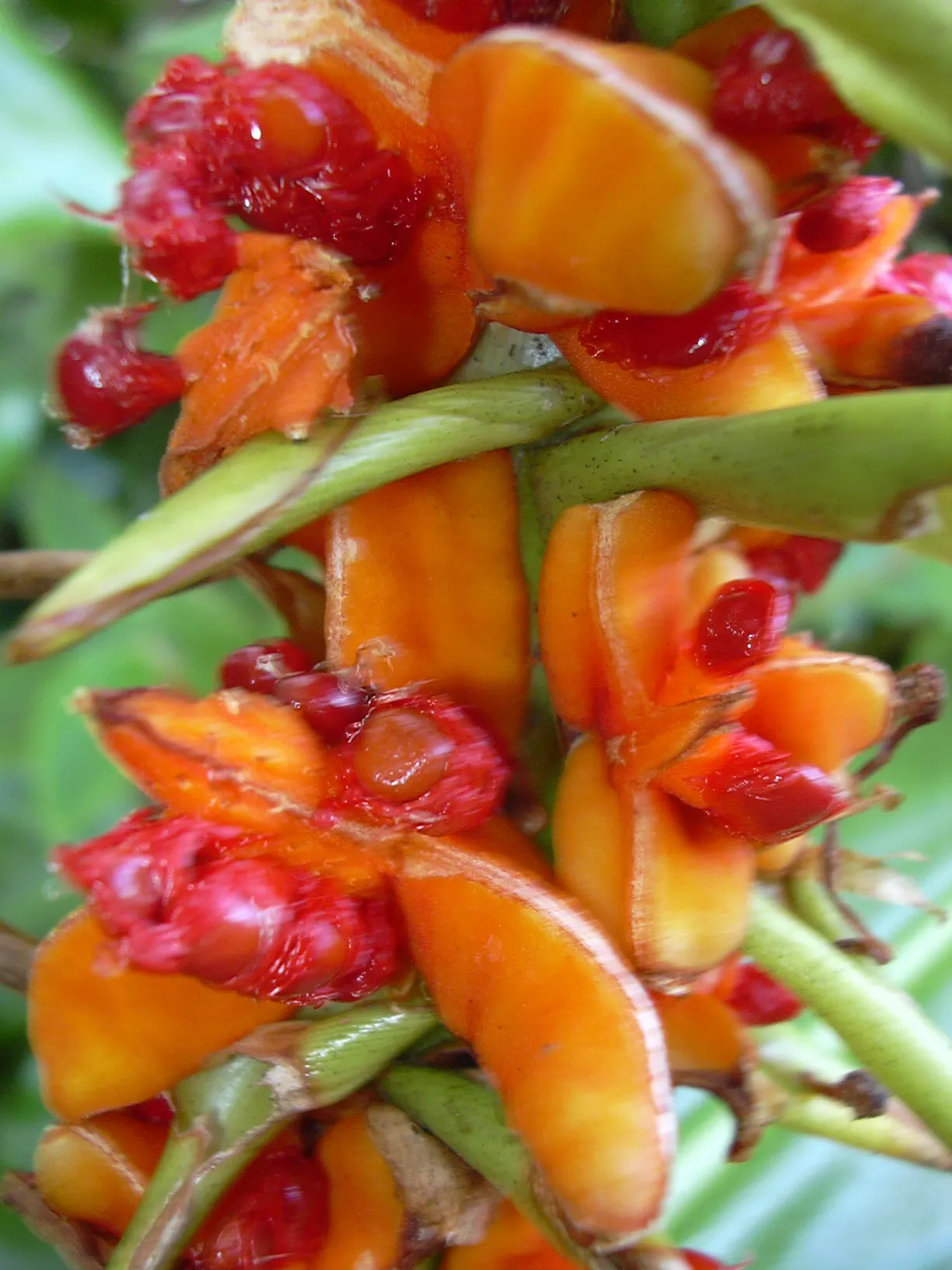 Kahili Ginger (Hedychium Gardnerianum) — perennial with yellow blooms; adding movement and vitality to your garden.<br><br>Preferring partial shade, image 99