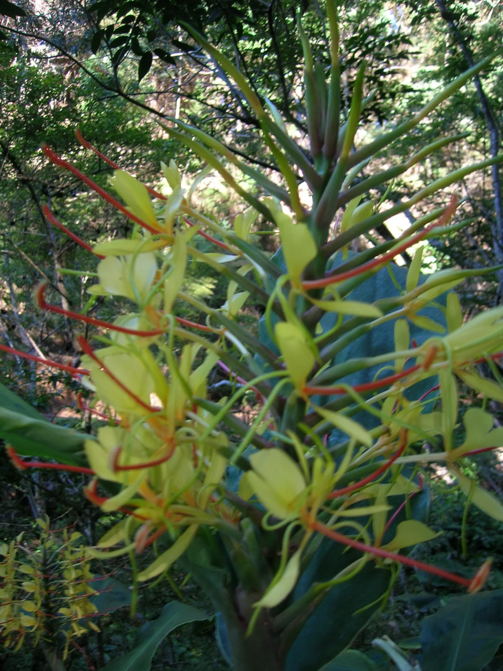 Kahili Ginger (Hedychium Gardnerianum) — Kahili Ginger thrives in rich; originating from the Himalayas, image 116