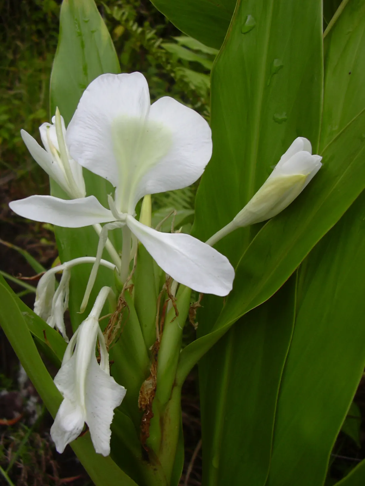 Kahili Ginger (Hedychium Gardnerianum) — perennial for full or half or shade; and visually captivating element that elevates the sensory experience, image 75
