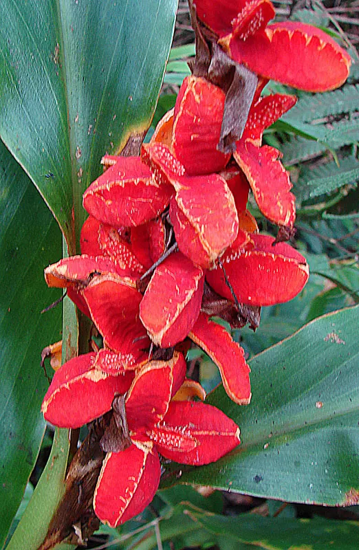 Kahili Ginger (Hedychium Gardnerianum) — reaching up to 6 feet tall