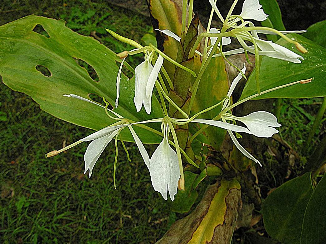 Kahili Ginger (Hedychium Gardnerianum) — Its striking yellow blossoms have long, conspicuous red stamens, forming dense, fragrant clusters; it's hardy in USDA
