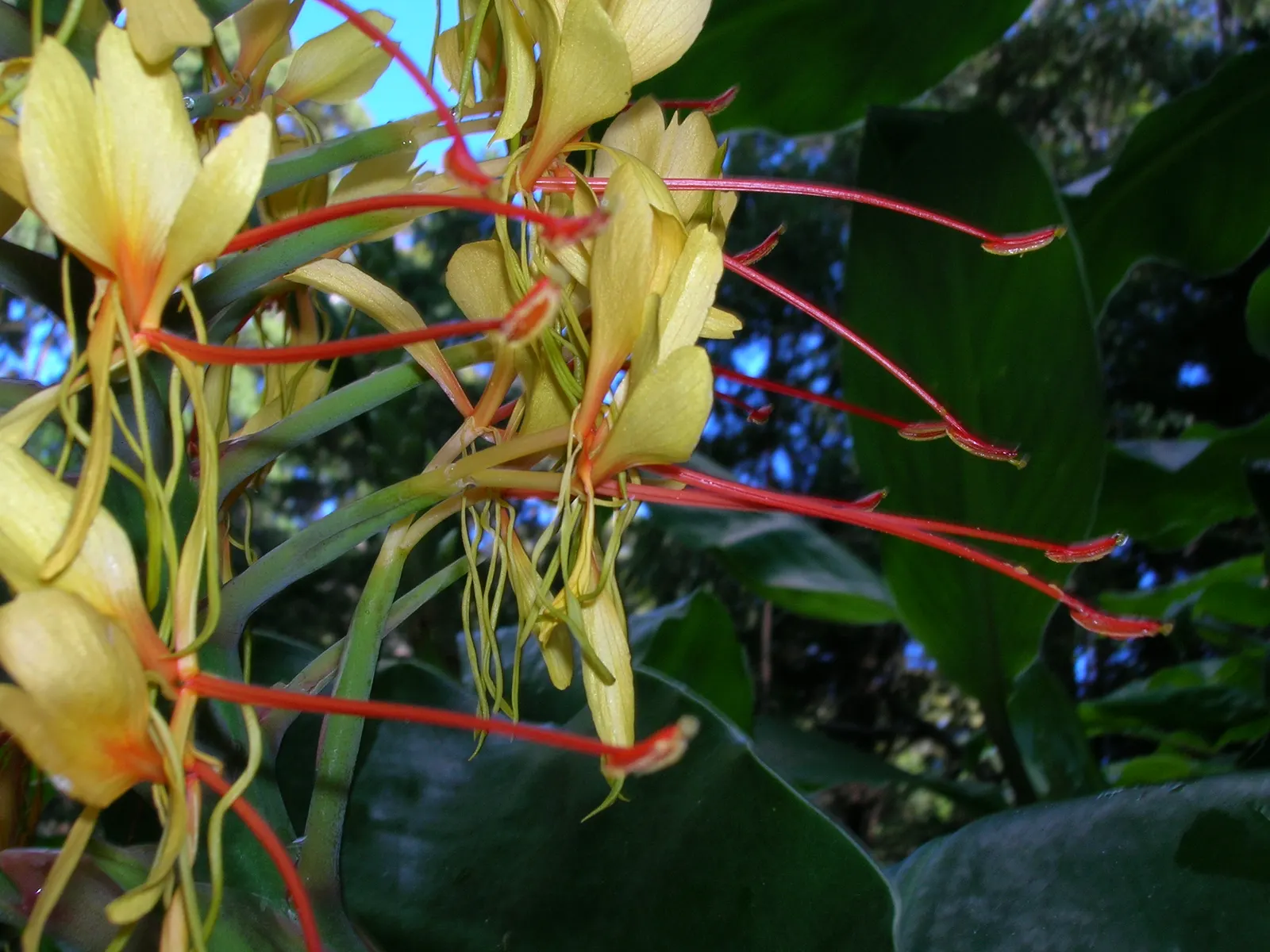 Kahili Ginger (Hedychium Gardnerianum) — be mindful of placement and consider containment strategies to prevent invasiveness