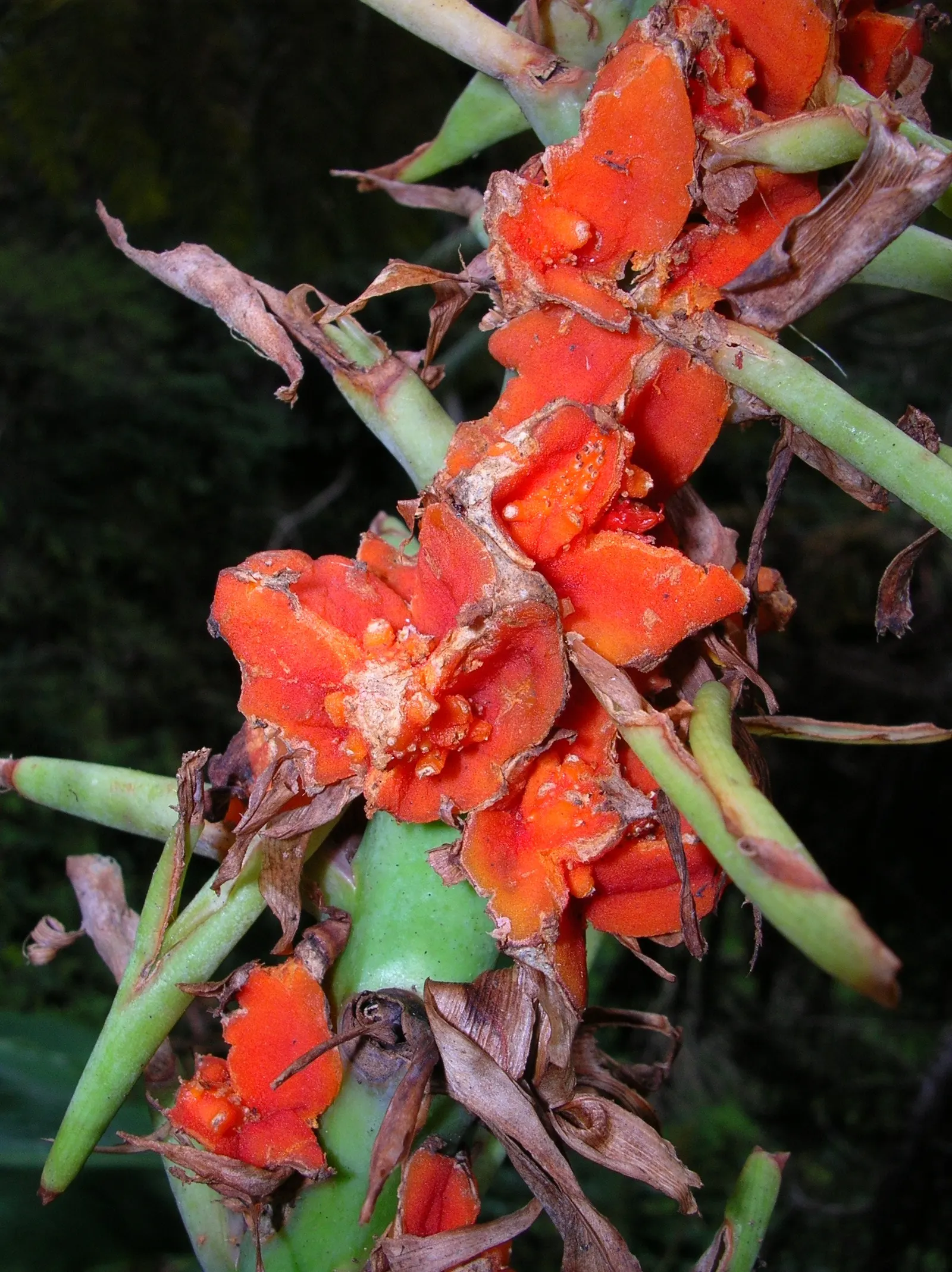 Kahili Ginger (Hedychium Gardnerianum) — Suitable for zones 8-10, it thrives in partial shade and moist, well-drained soil; perennial for full or half or shade