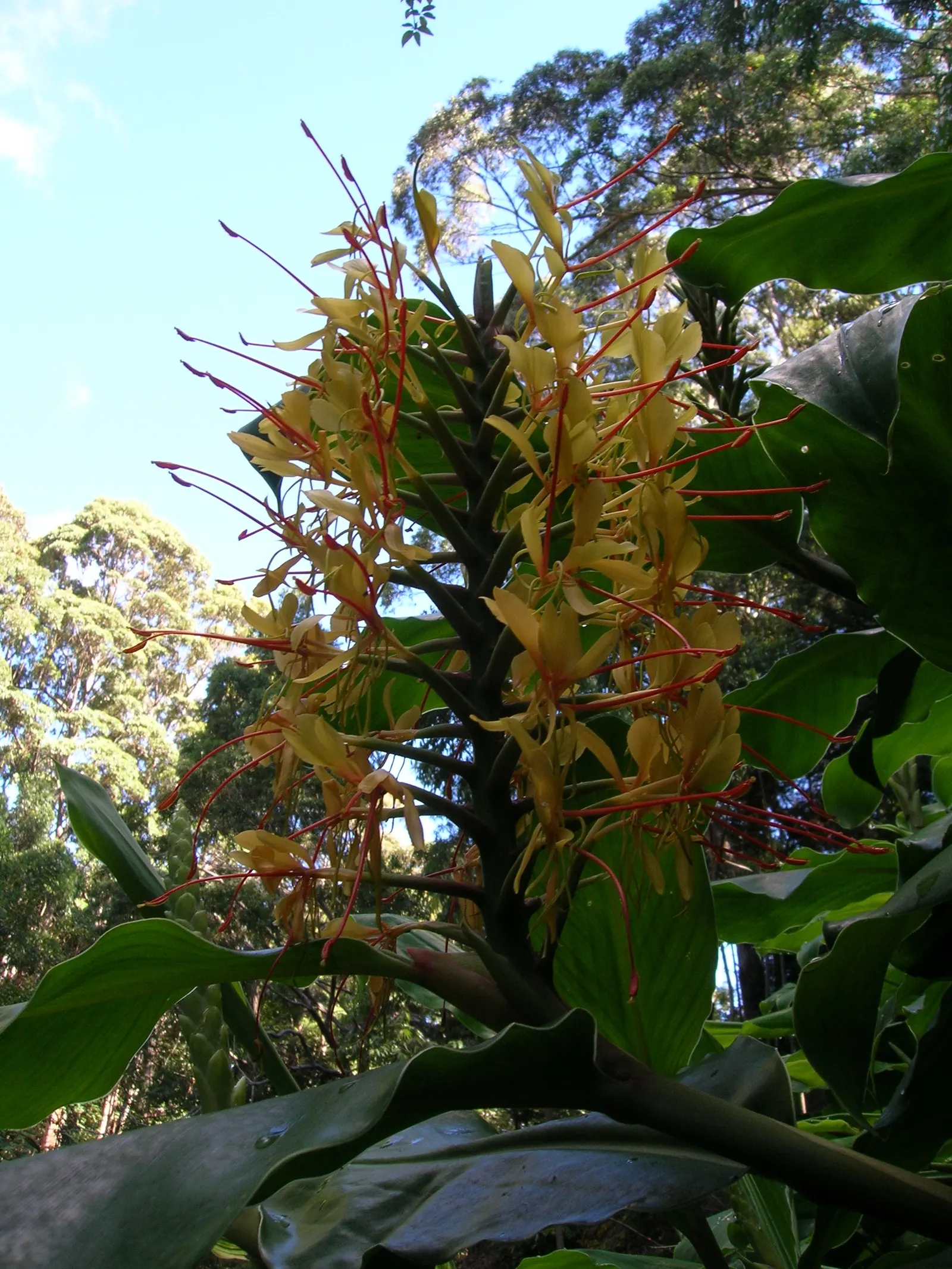 Kahili Ginger (Hedychium Gardnerianum) — well-draining soil with consistent moisture; kahili Ginger thrives in rich, image 117