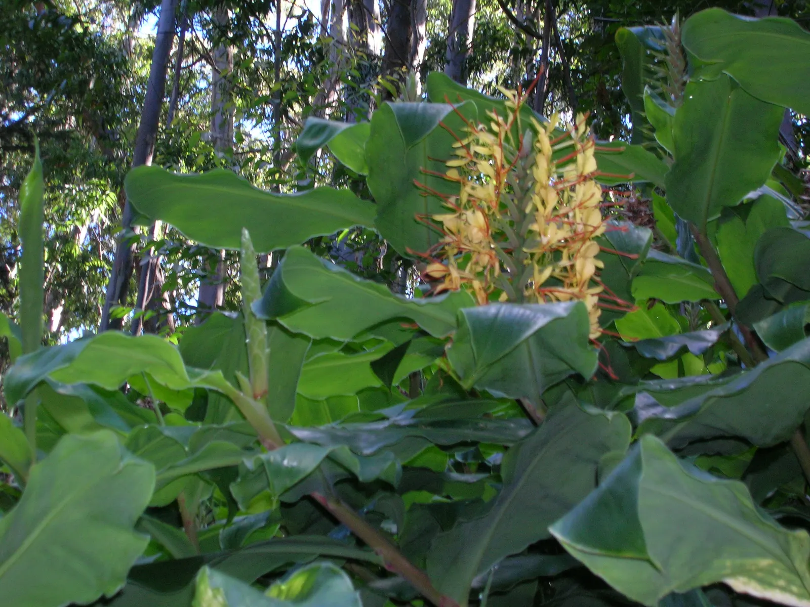 Kahili Ginger (Hedychium Gardnerianum) — Incorporating this plant will offer clients a bold; given its potential to spread