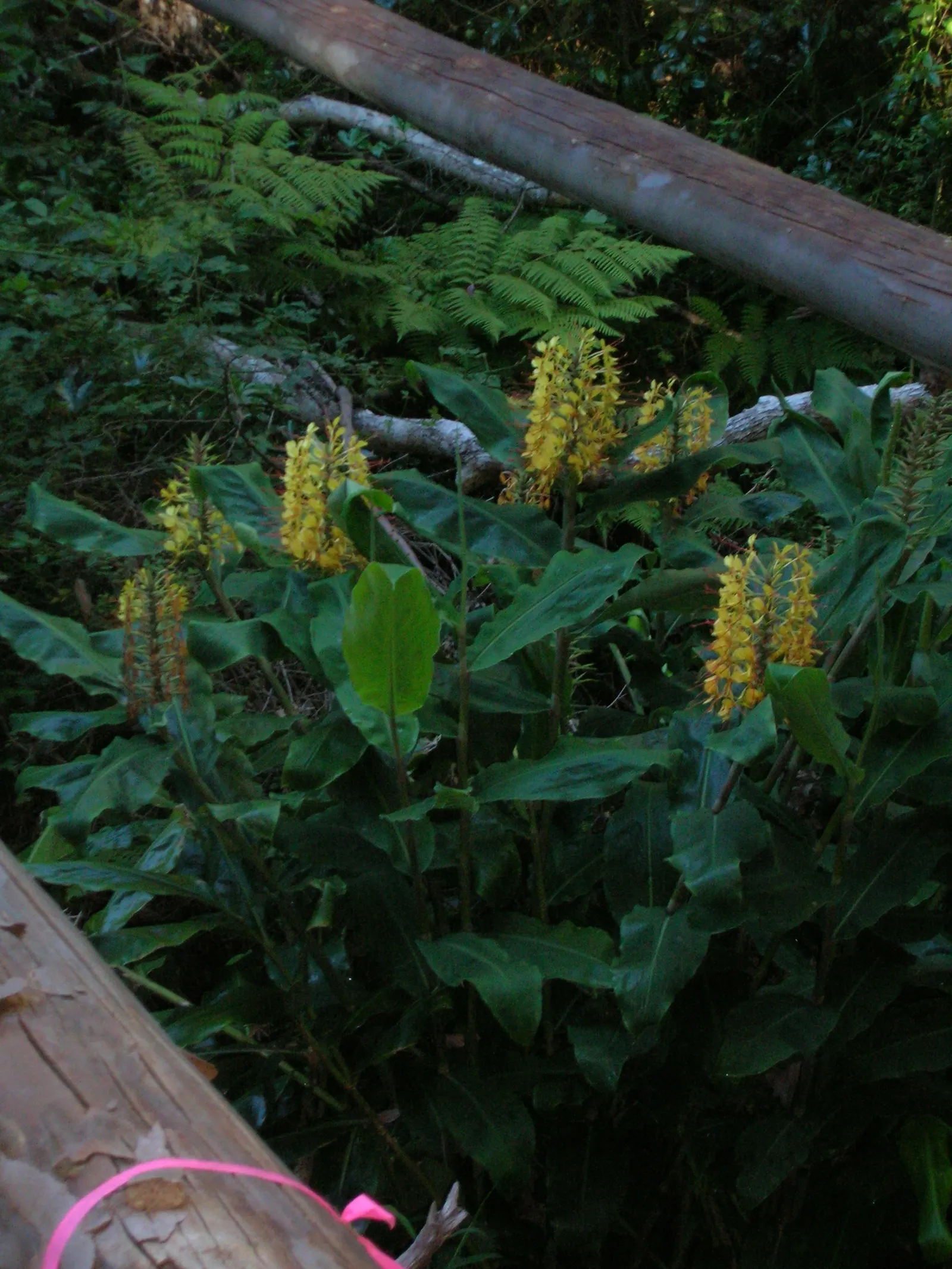 Kahili Ginger (Hedychium Gardnerianum) — Given its potential to spread