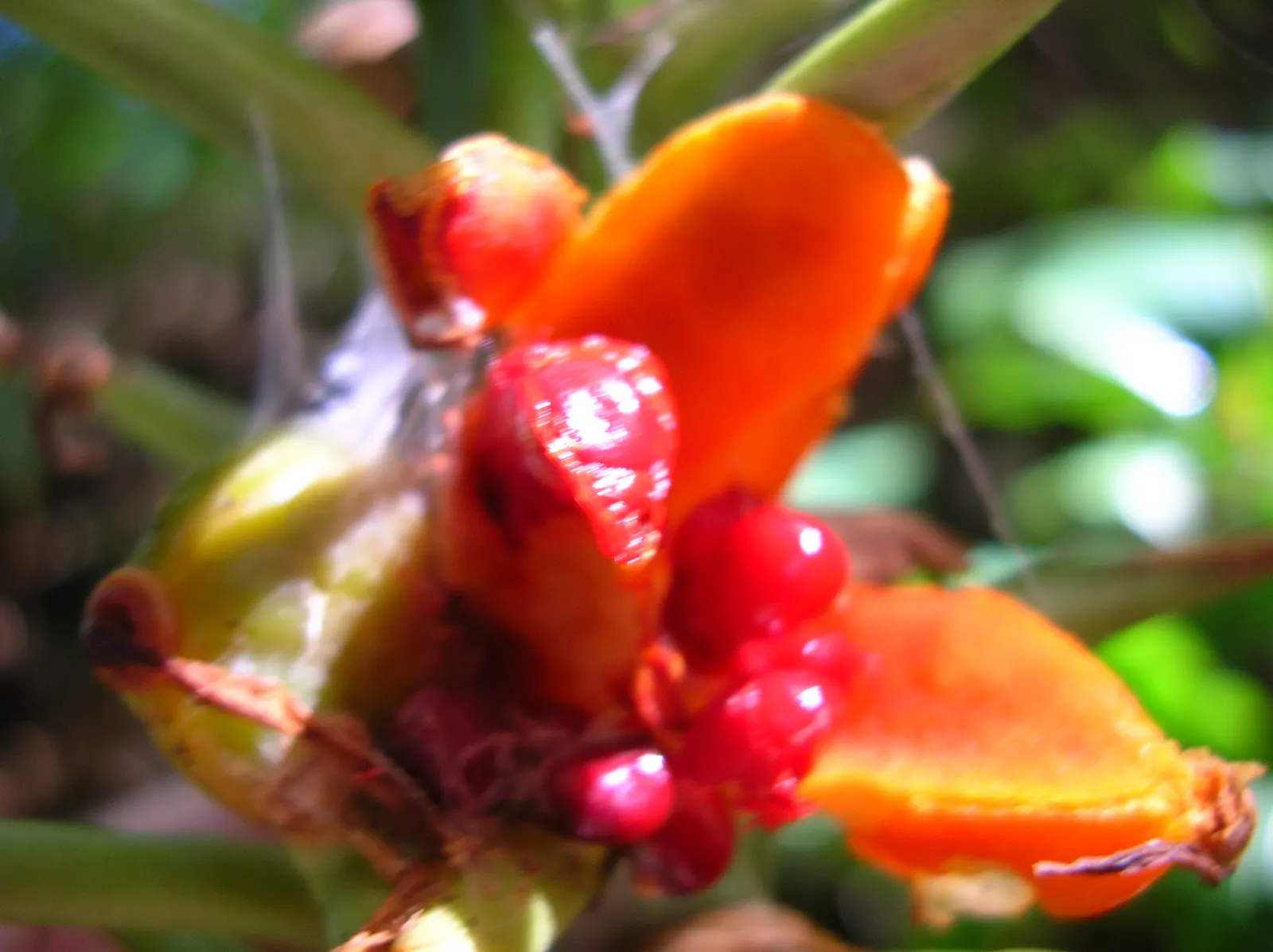 Kahili Ginger (Hedychium Gardnerianum) — Incorporating this plant will offer clients a bold; given its potential to spread, image 96