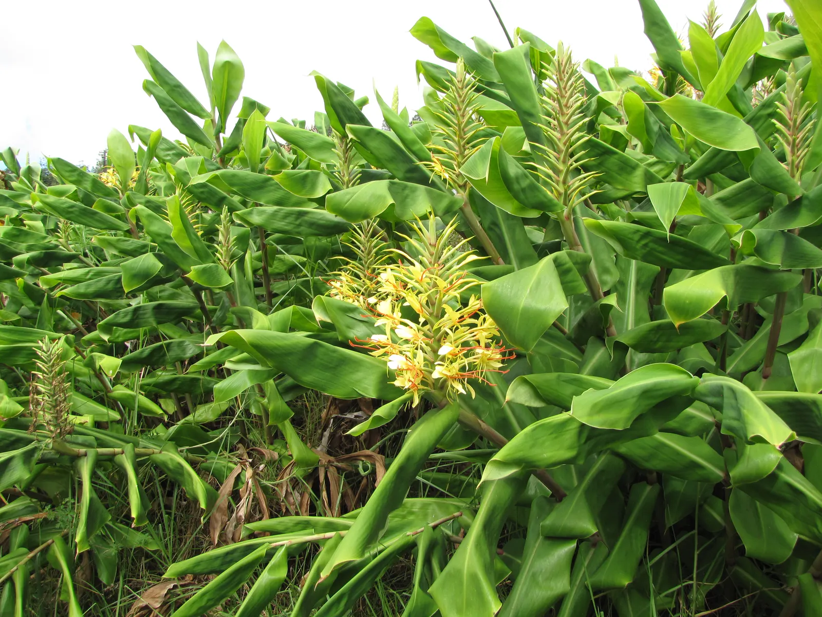 Kahili Ginger (Hedychium Gardnerianum) — well-draining soil with consistent moisture; kahili Ginger thrives in rich, image 92
