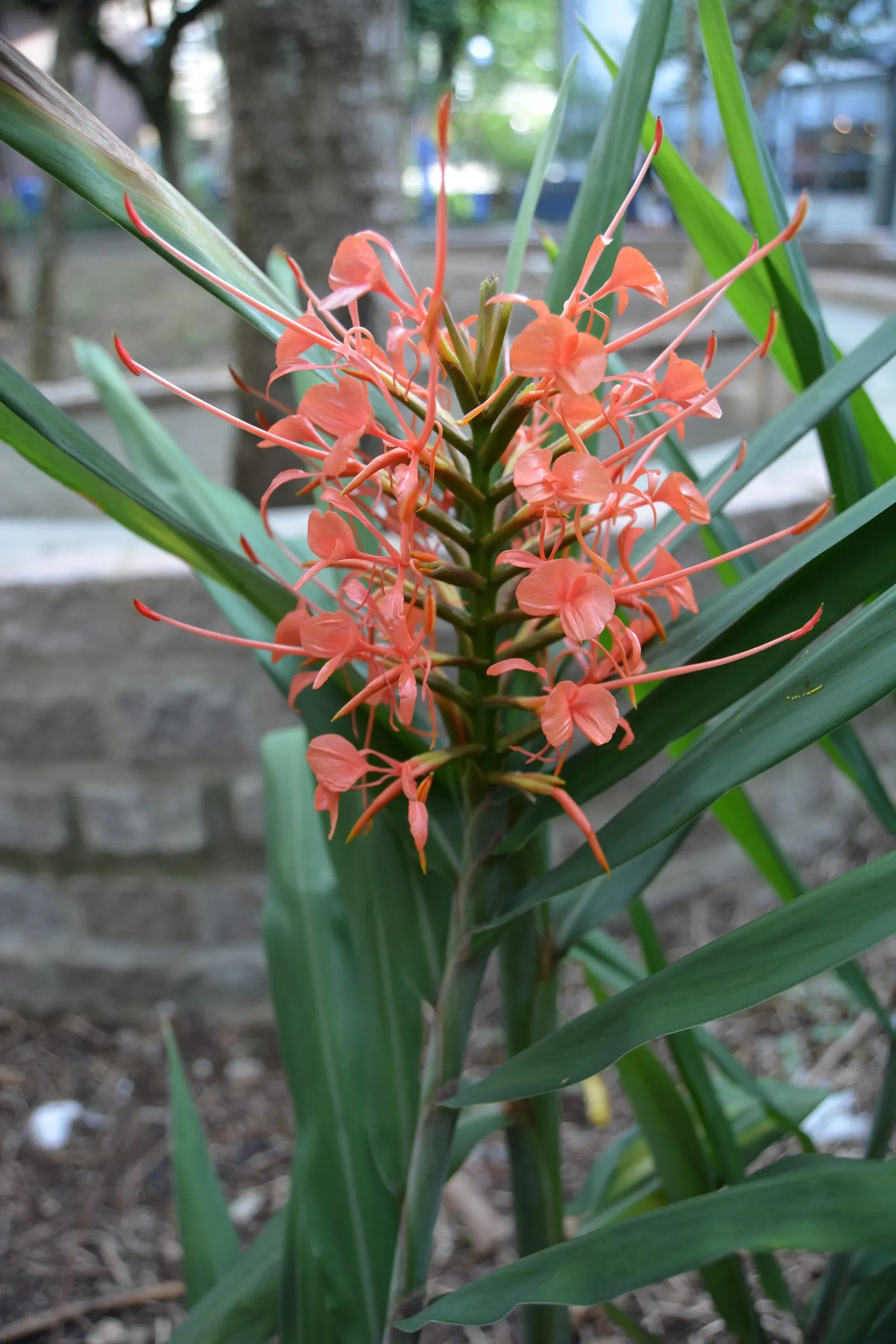 Kahili Ginger (Hedychium Gardnerianum) — this robust perennial can reach heights of 6 to 8 feet; well-draining soil with consistent moisture, image 60