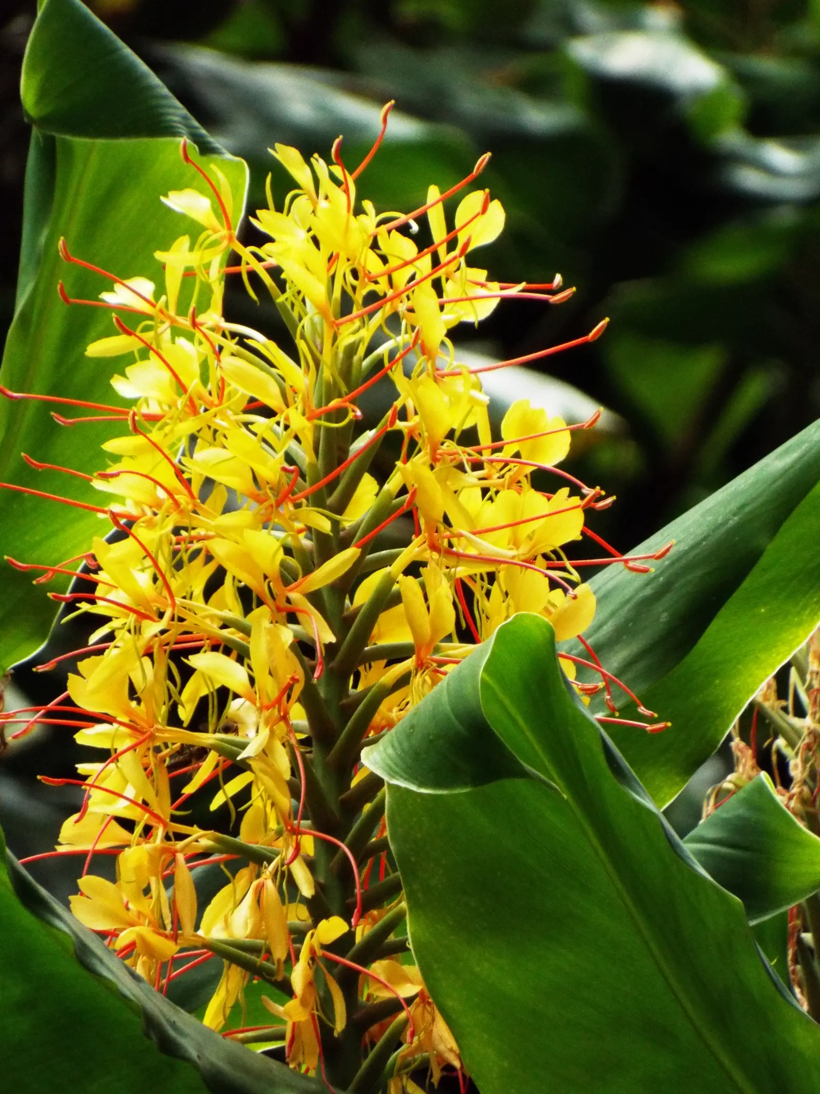 Kahili Ginger (Hedychium Gardnerianum) — reaching up to 12 inches in length, image 63