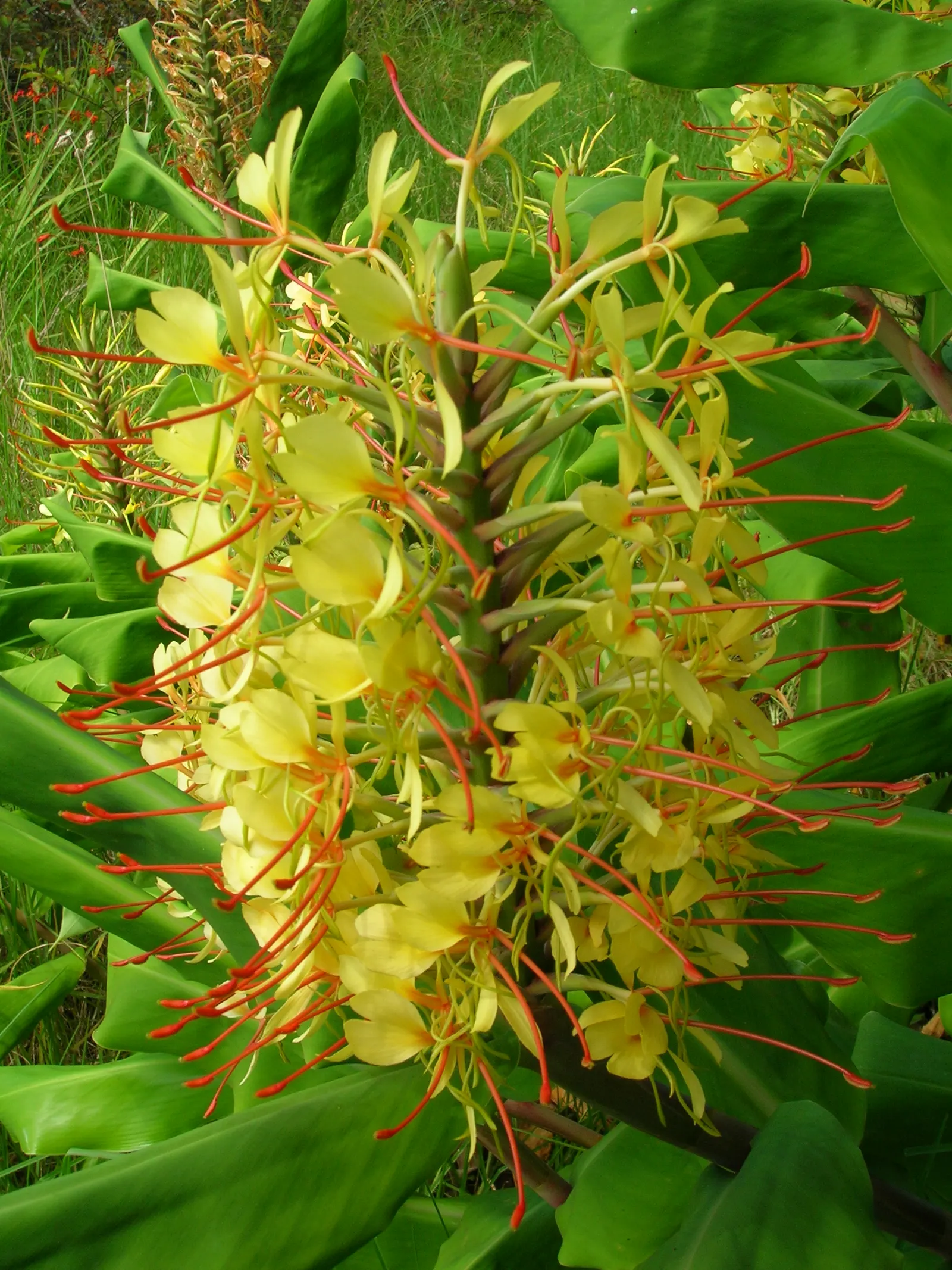 Kahili Ginger (Hedychium Gardnerianum) — Suitable for zones 8-10, it thrives in partial shade and moist, well-drained soil; perennial for full or, image 129