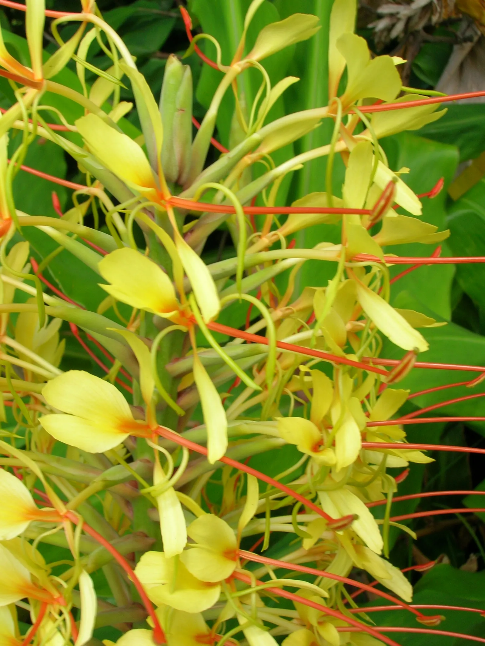 Kahili Ginger (Hedychium Gardnerianum) — is an ornamental perennial with a lush tropical appeal; suitable for zones 8-10, it thrives in partial, image 76