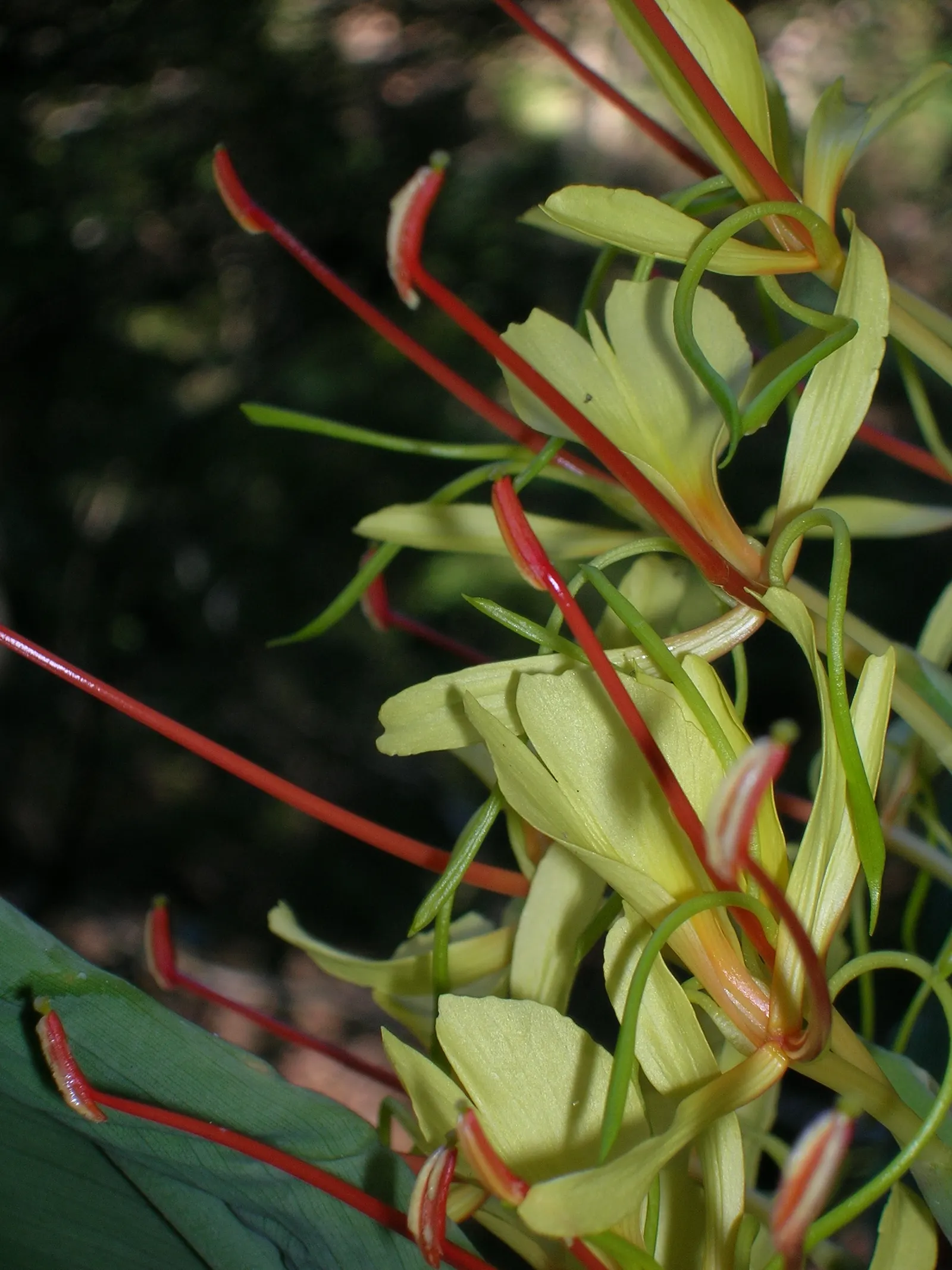Kahili Ginger (Hedychium Gardnerianum) — Given its potential to spread; note: It's considered invasive in some regions; assess local guidelines before planting